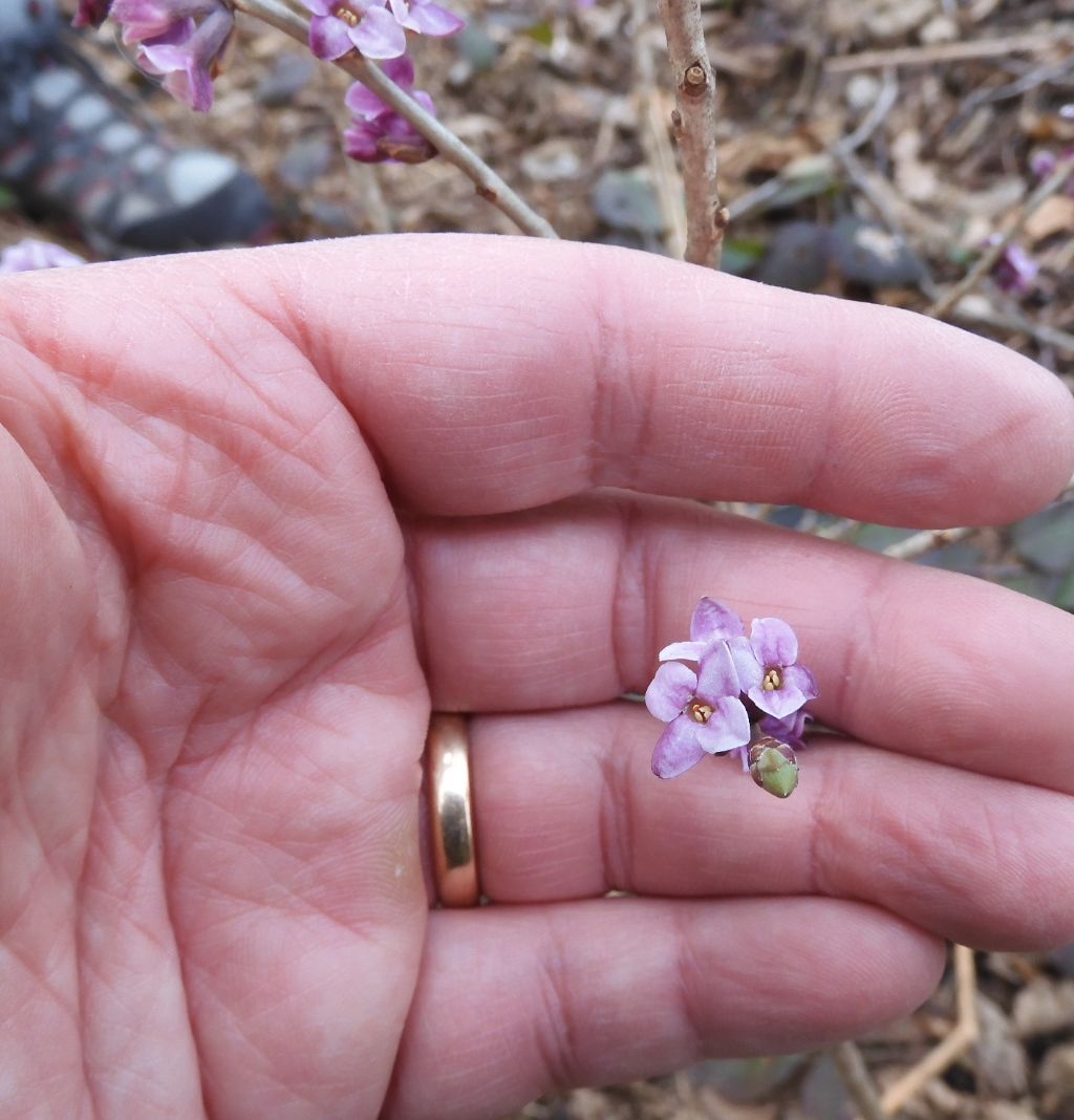 Daphne mezereum