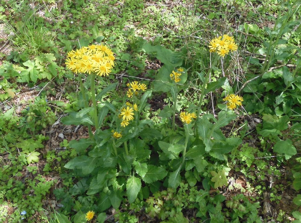 Doronicum