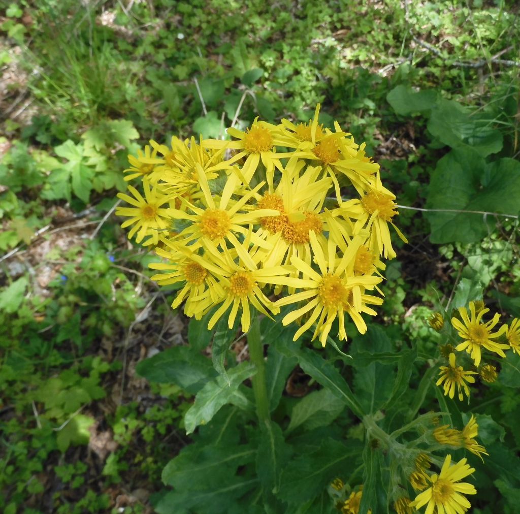 Doronicum