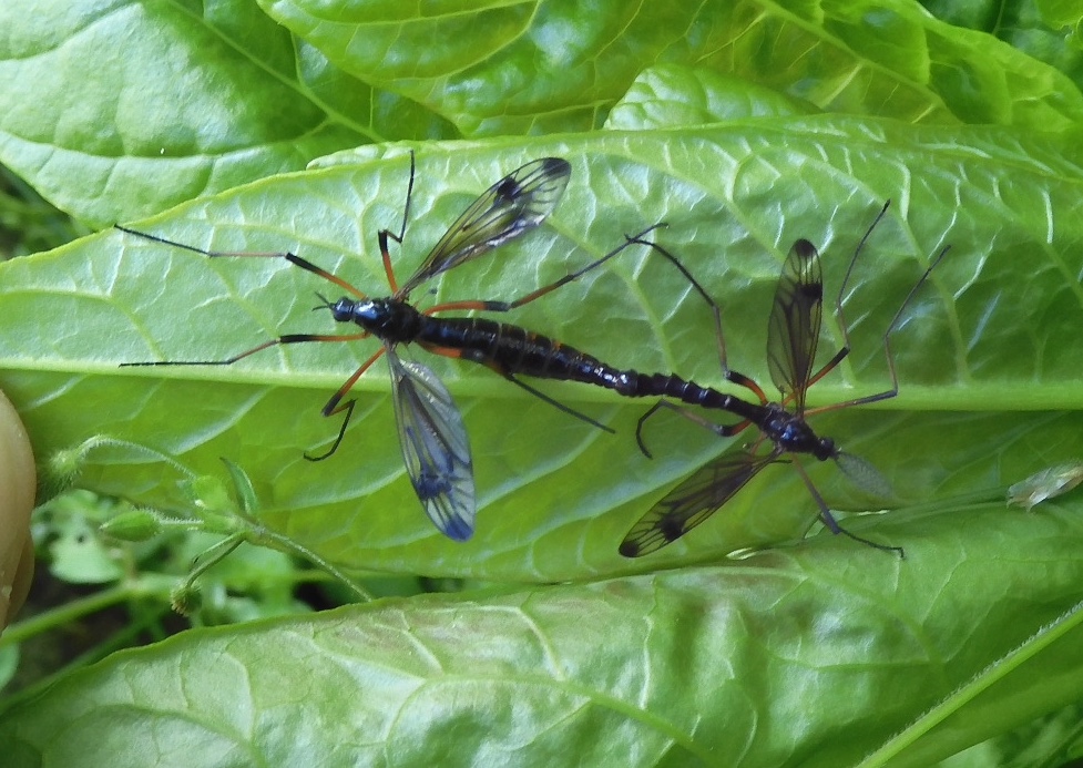 Tipule