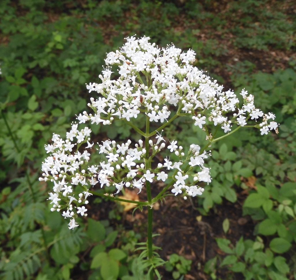 Ombrellifera