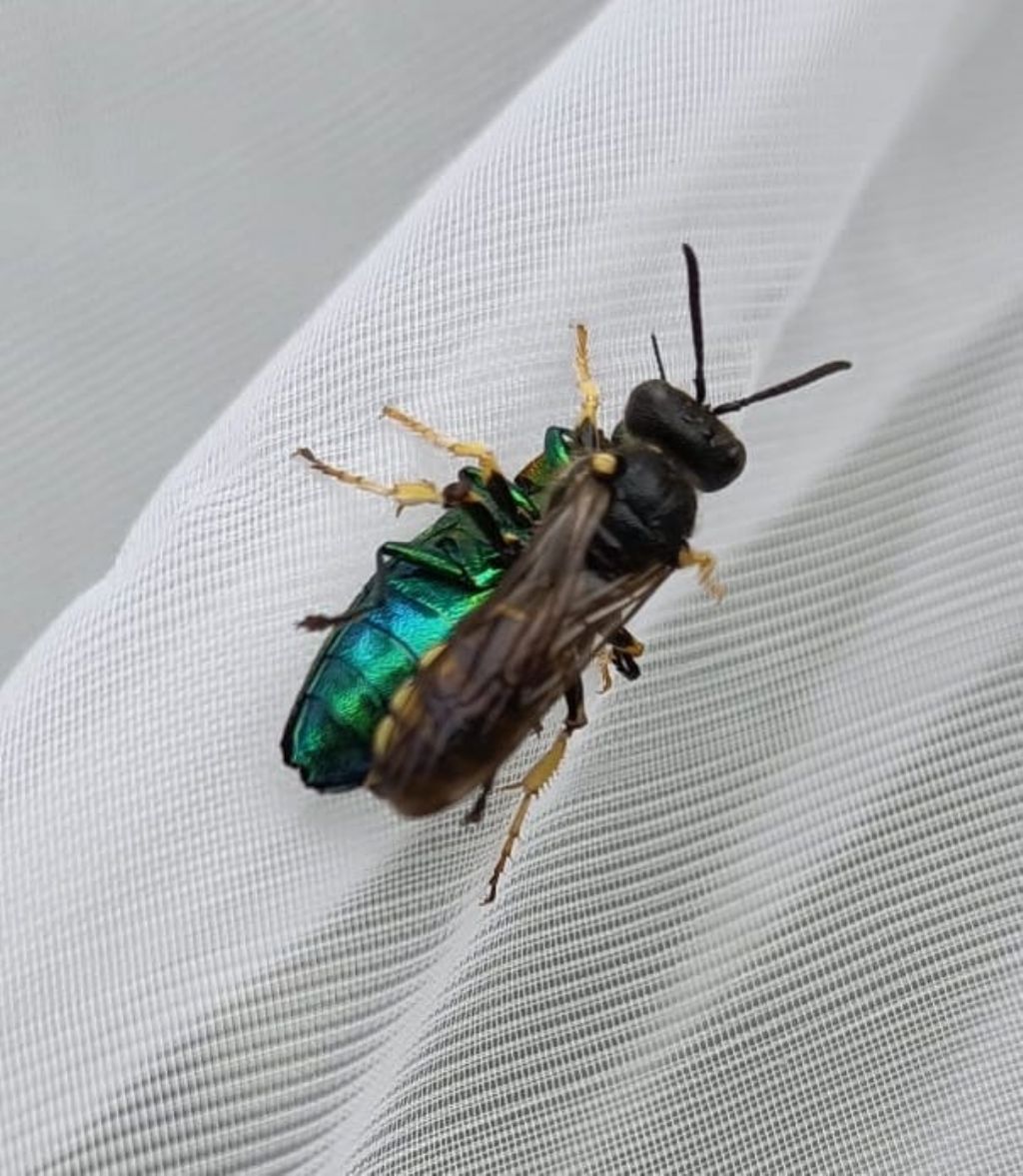 Crabronidae: Cerceris bupresticida con preda Lamprodila mirifica