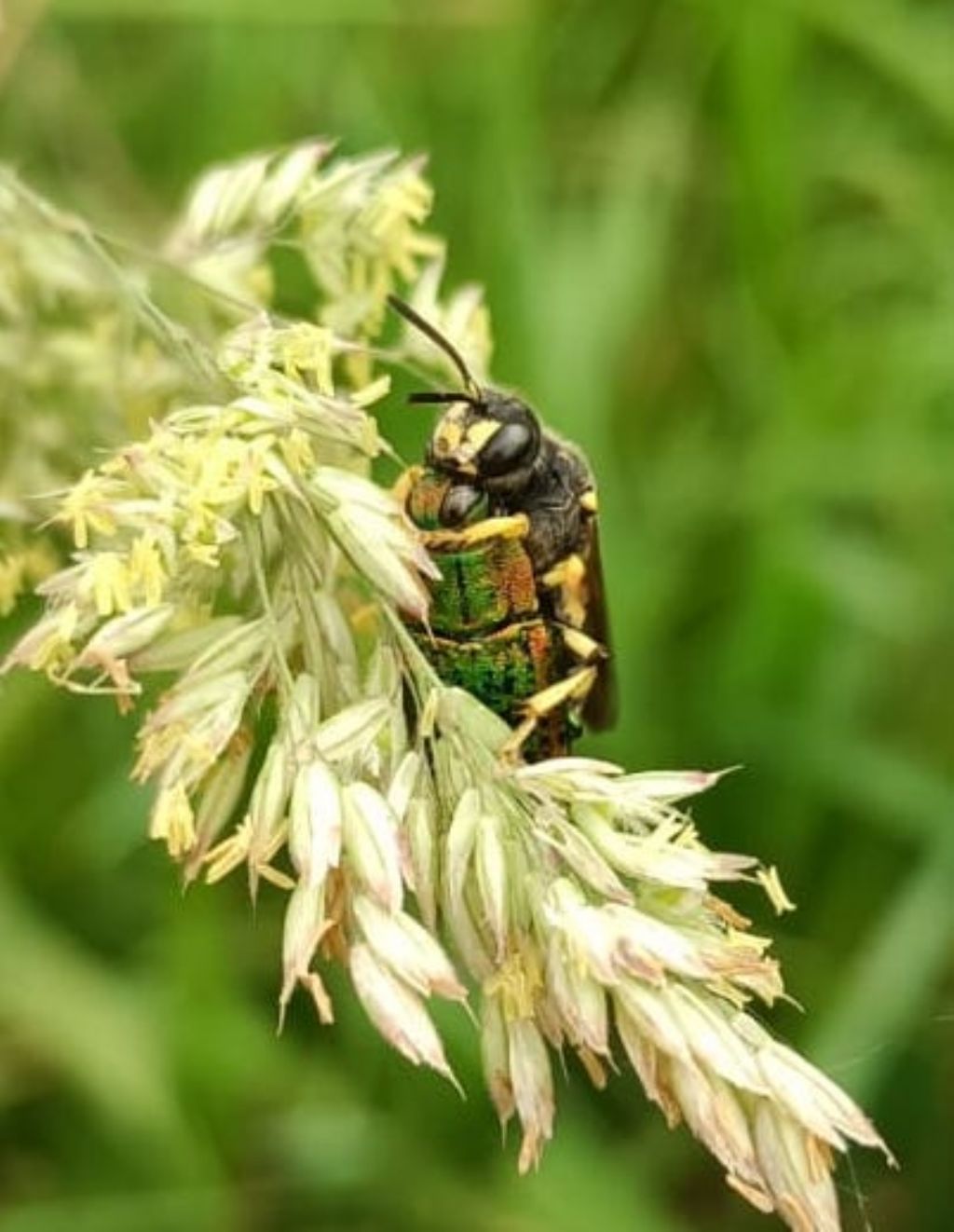 Crabronidae: Cerceris bupresticida con preda Lamprodila mirifica