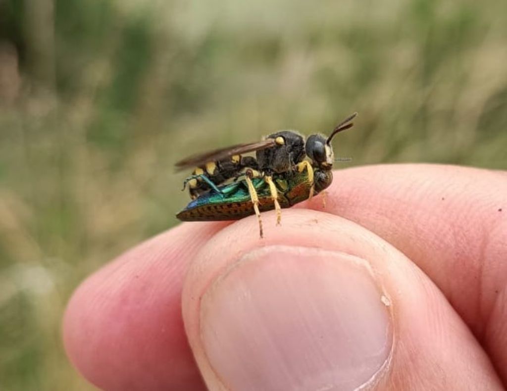 Crabronidae: Cerceris bupresticida con preda Lamprodila mirifica