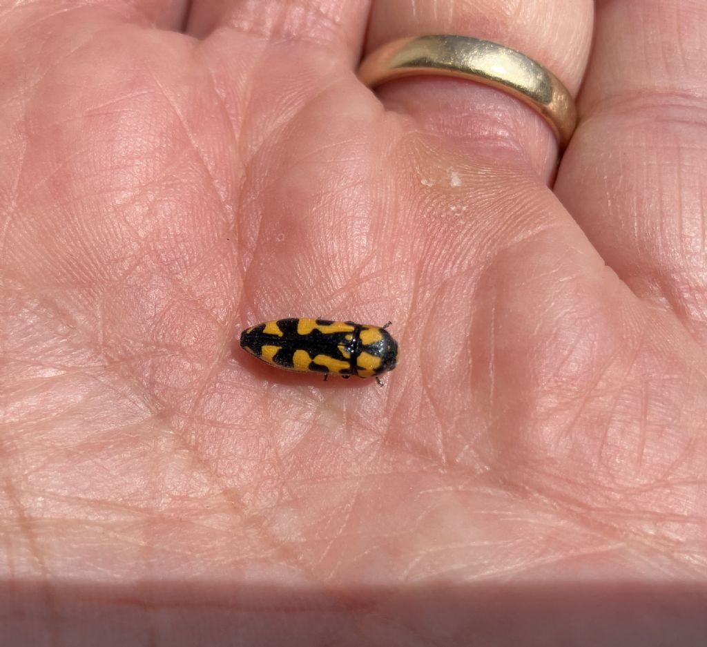 Buprestidae: Ptosima undecimmaculata