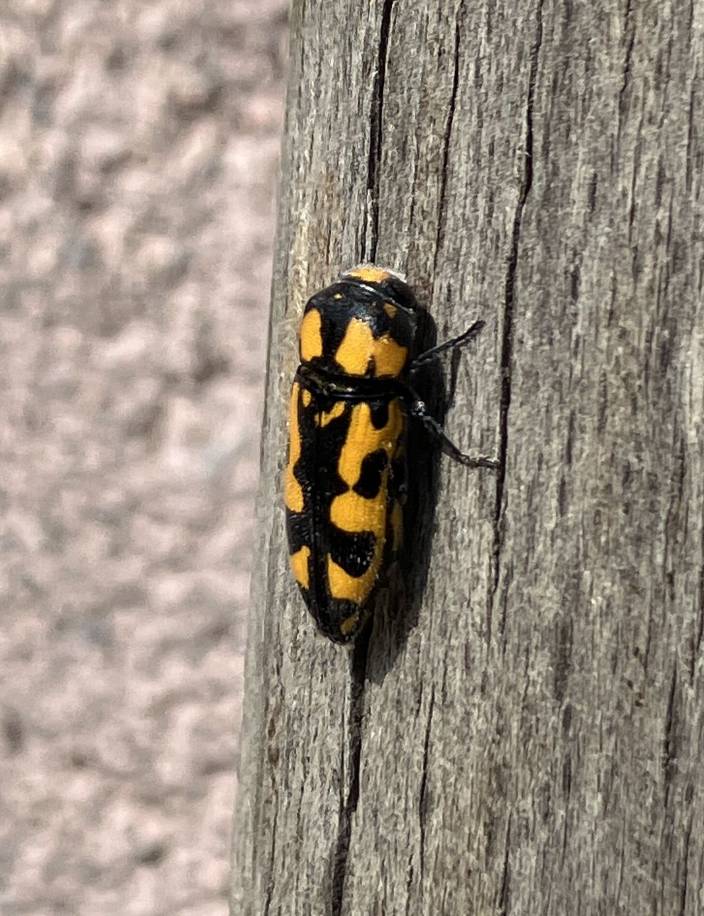 Buprestidae: Ptosima undecimmaculata