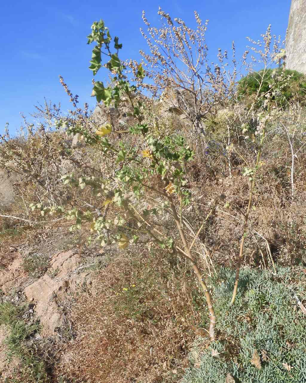 Sardegna