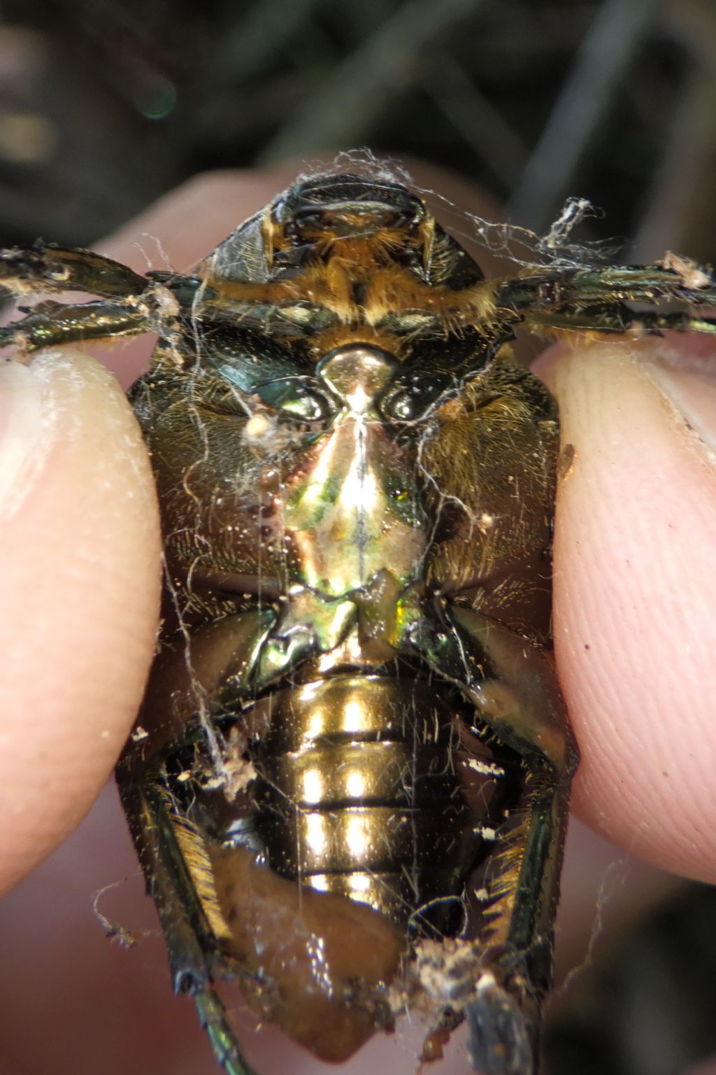 Cetonia