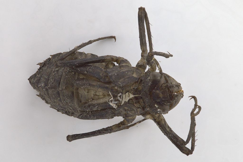 Exuvia Somatochlora meridionalis da confermare