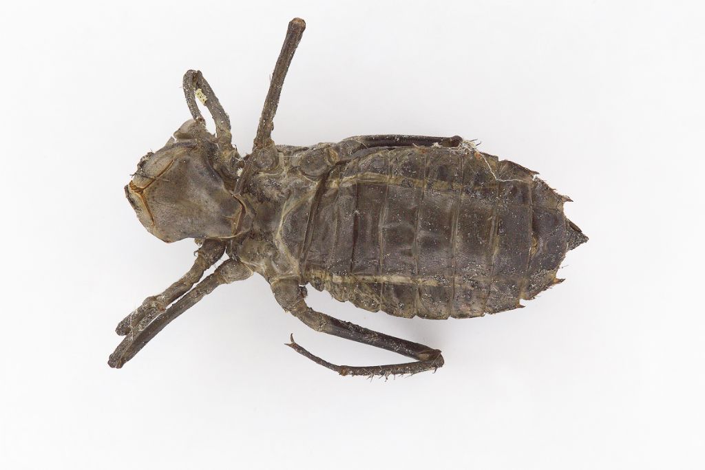 Exuvia Somatochlora meridionalis da confermare