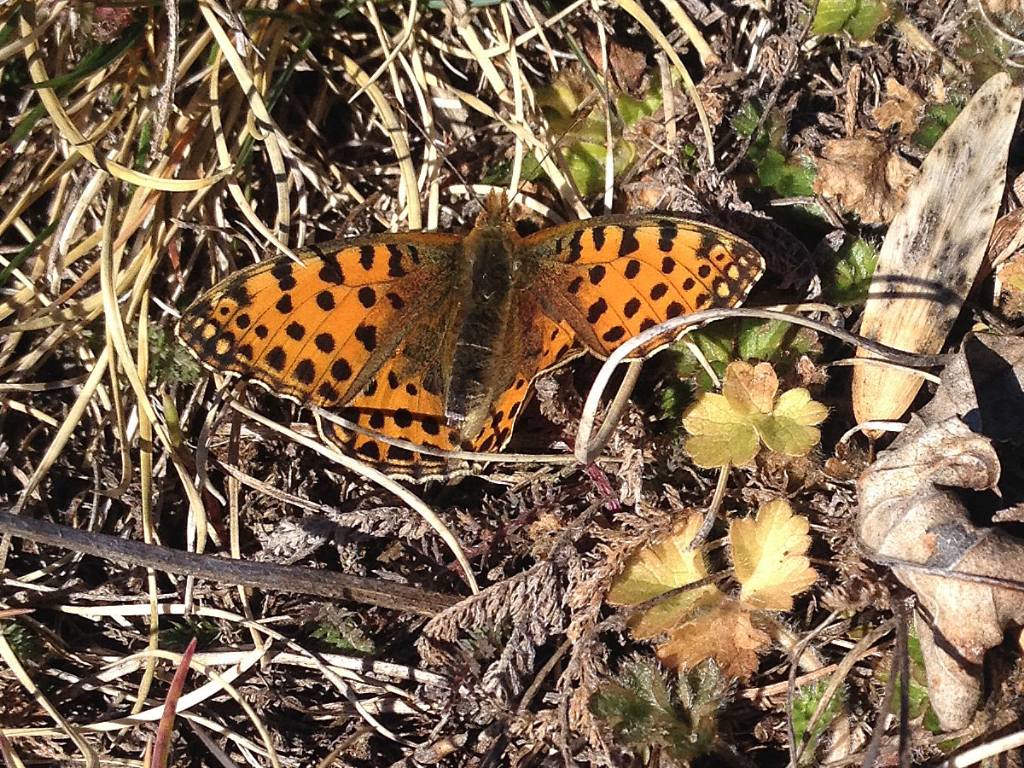 Richiesta Determinazione Specie - Issoria lathonia, Nymphalidae