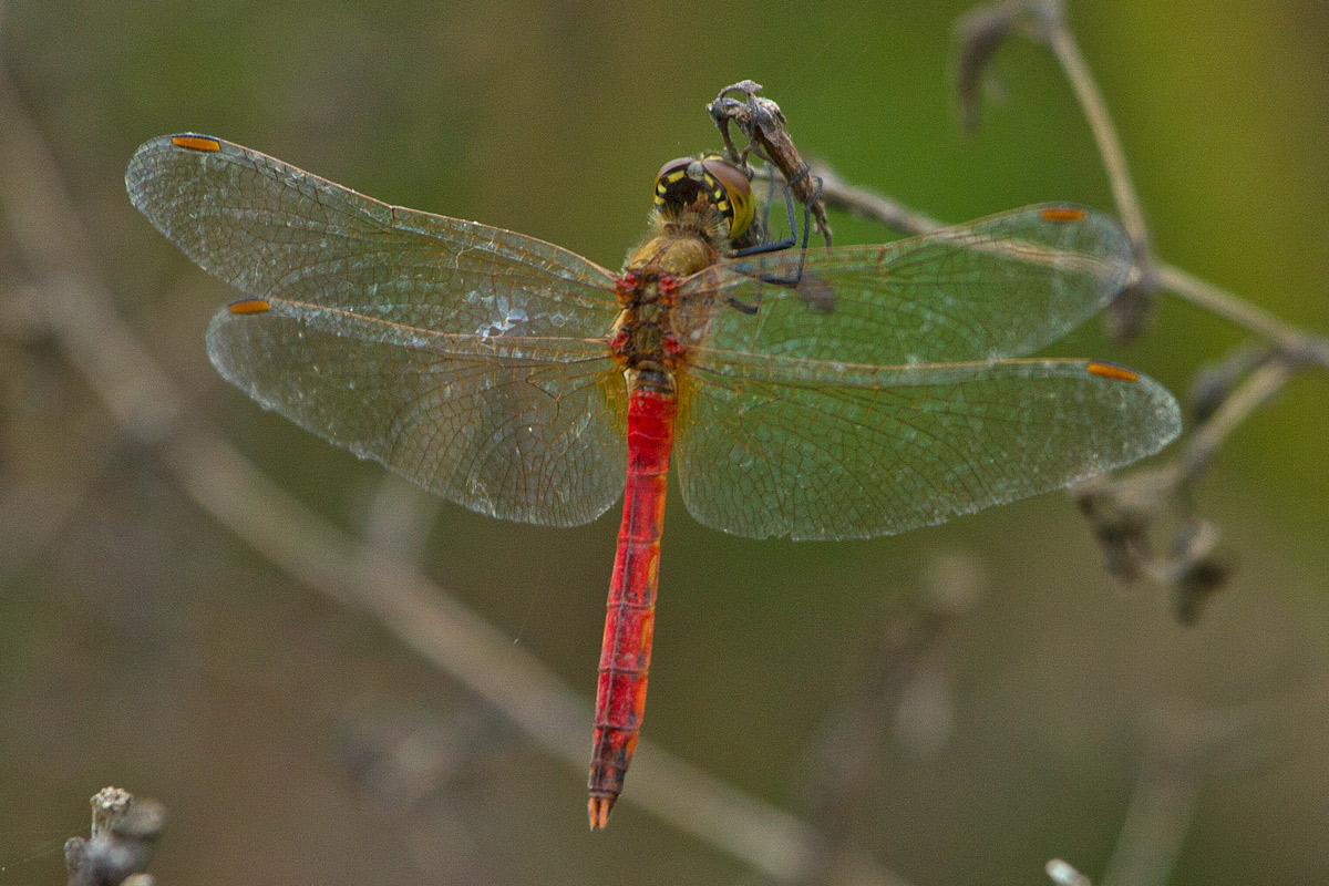 Sympetrum depressiusculum