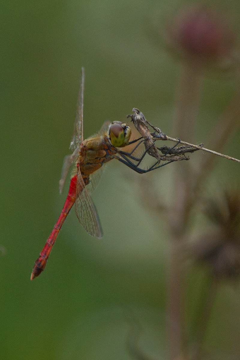 Sympetrum depressiusculum