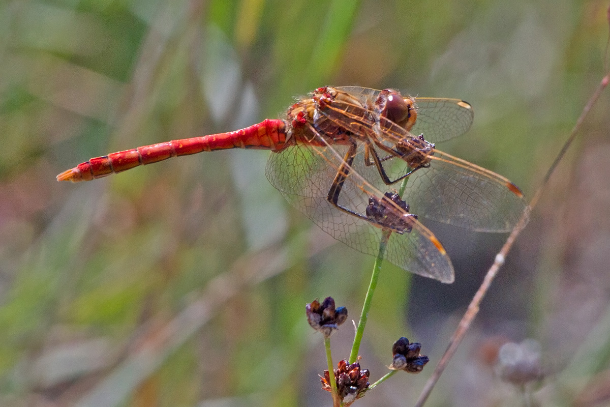 Sympetrum vulgatum!!