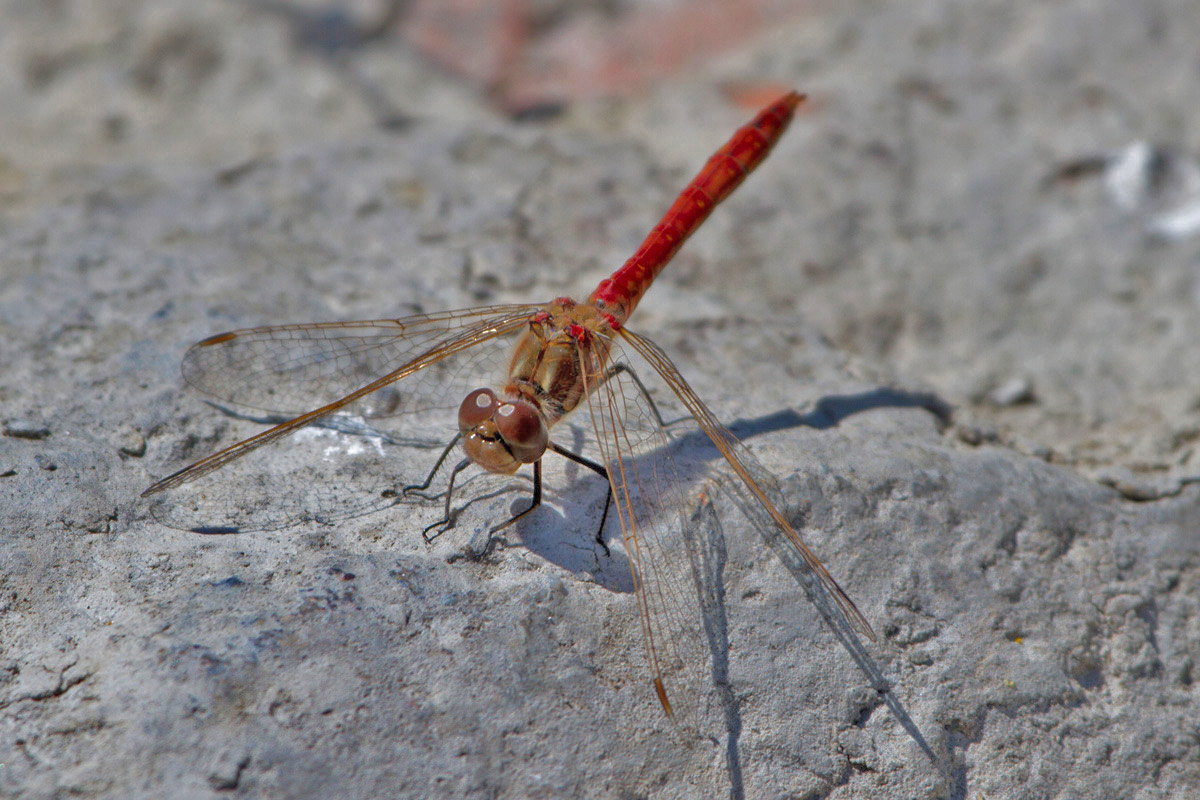 Sympetrum vulgatum!!