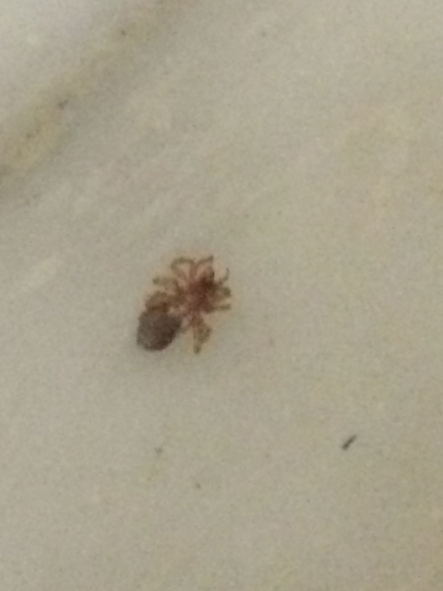 Dysdera sp. - Lucca