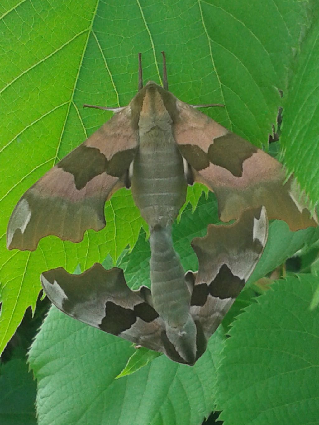 da ID - Mimas tiliae