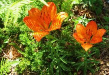 Lilium bulbiferum subsp. croceum