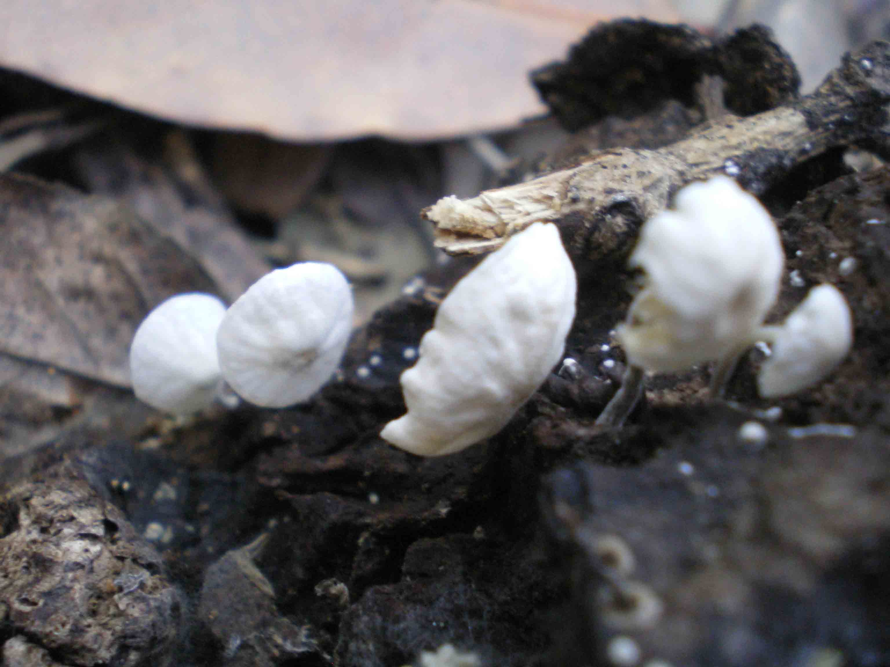 Piccoli funghi in costiera maremmana ...