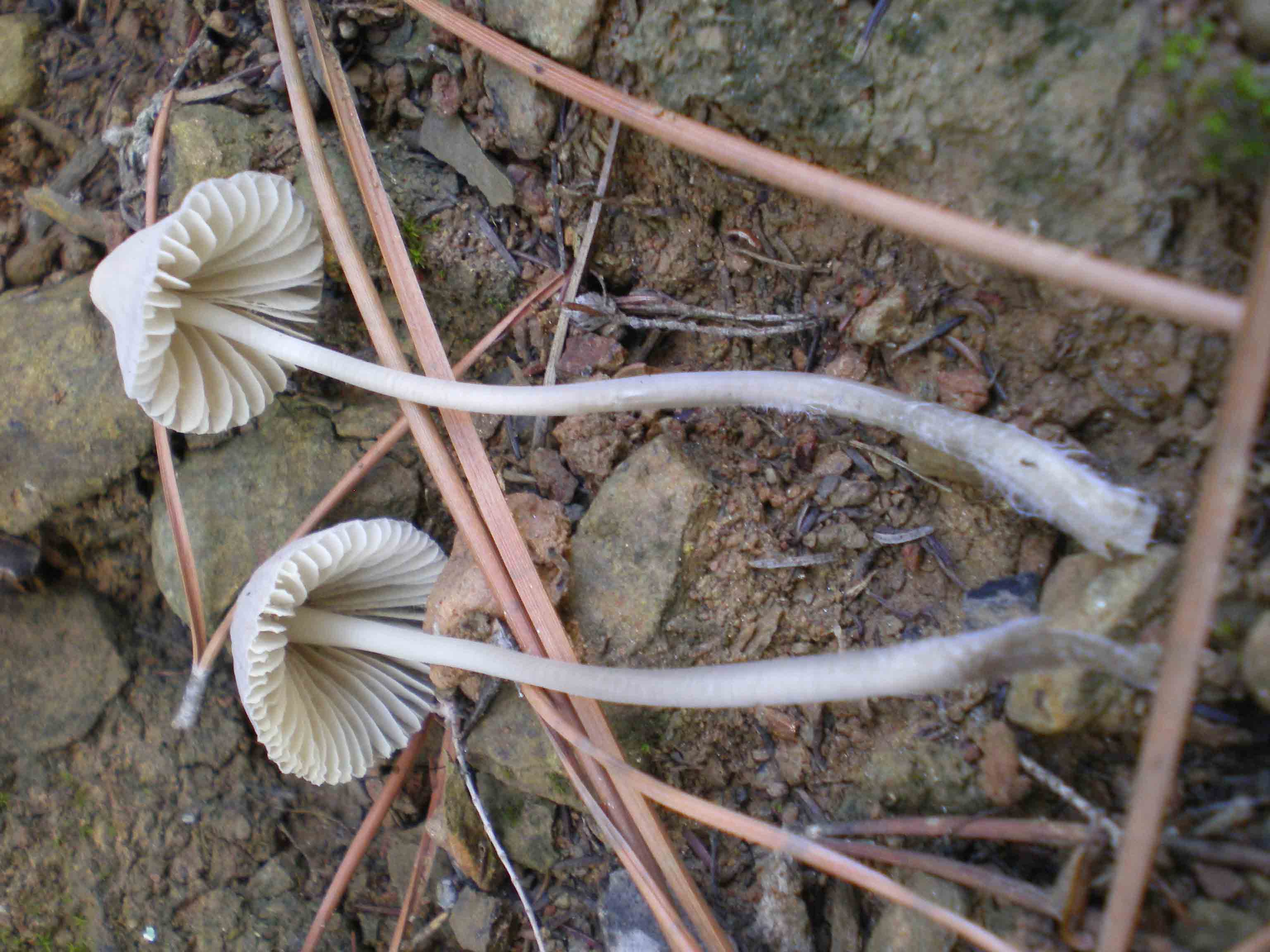 Piccoli funghi in costiera maremmana ...