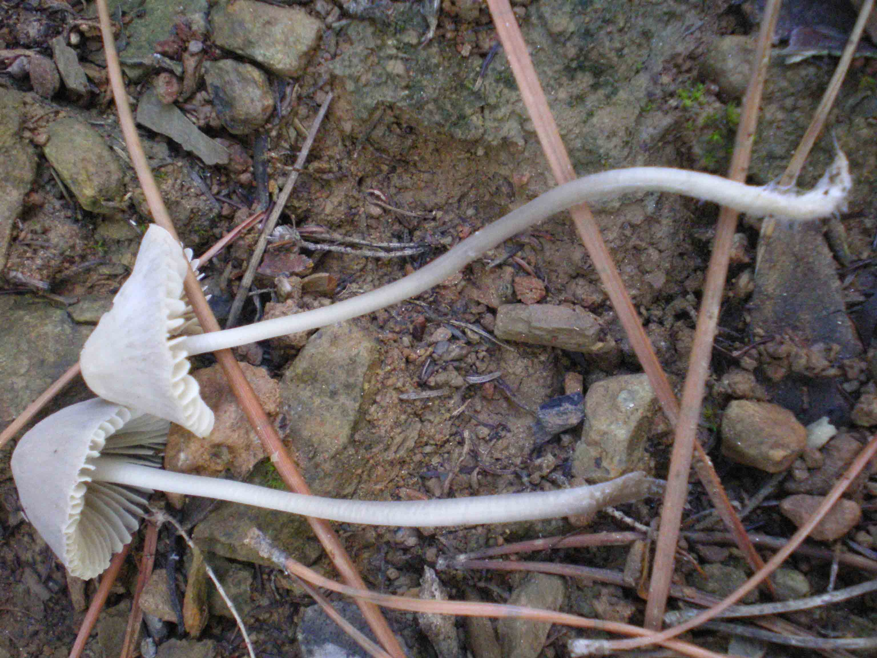 Piccoli funghi in costiera maremmana ...