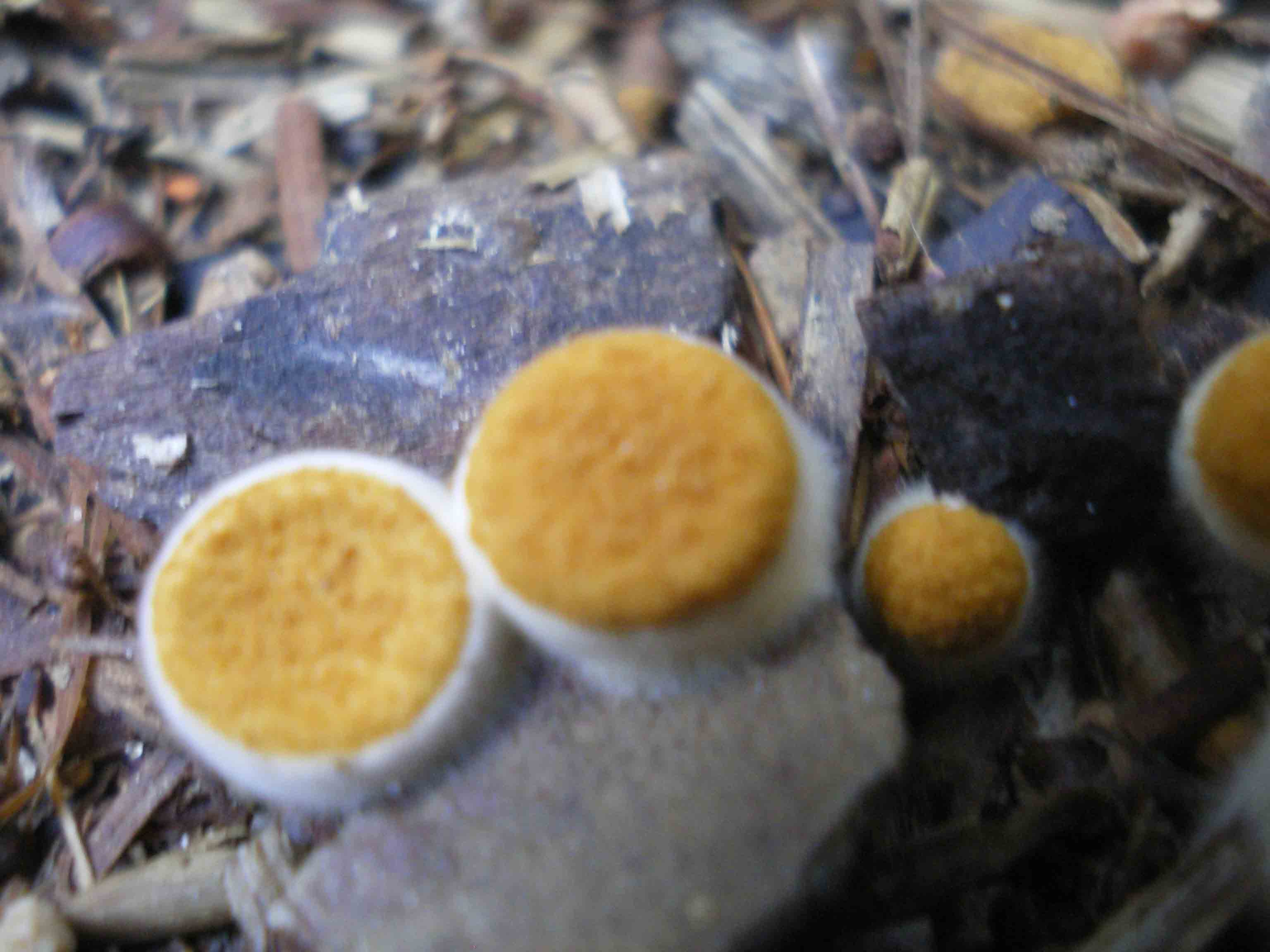 Piccoli funghi in costiera maremmana ...