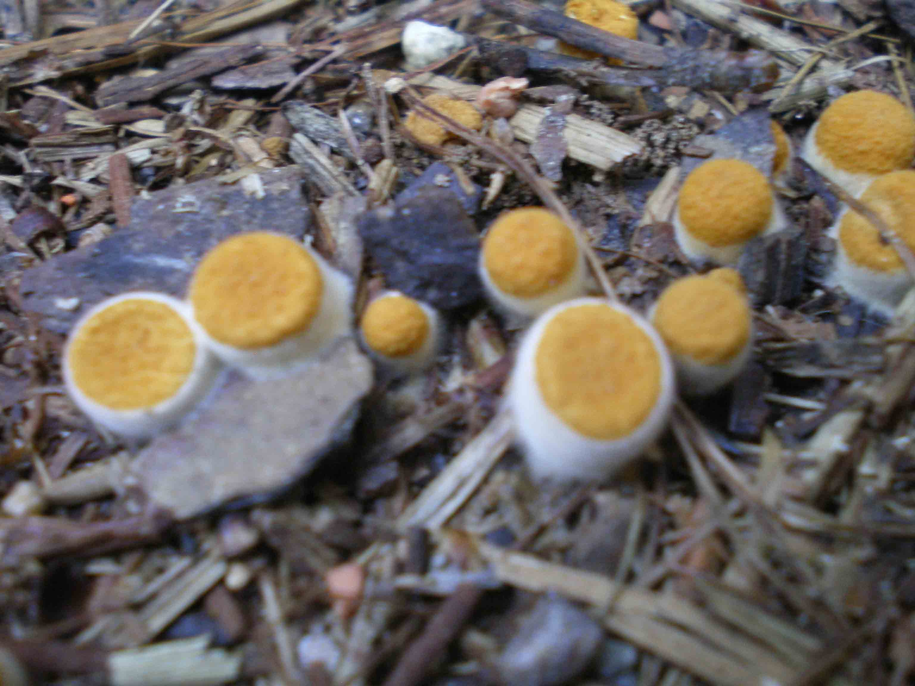 Piccoli funghi in costiera maremmana ...