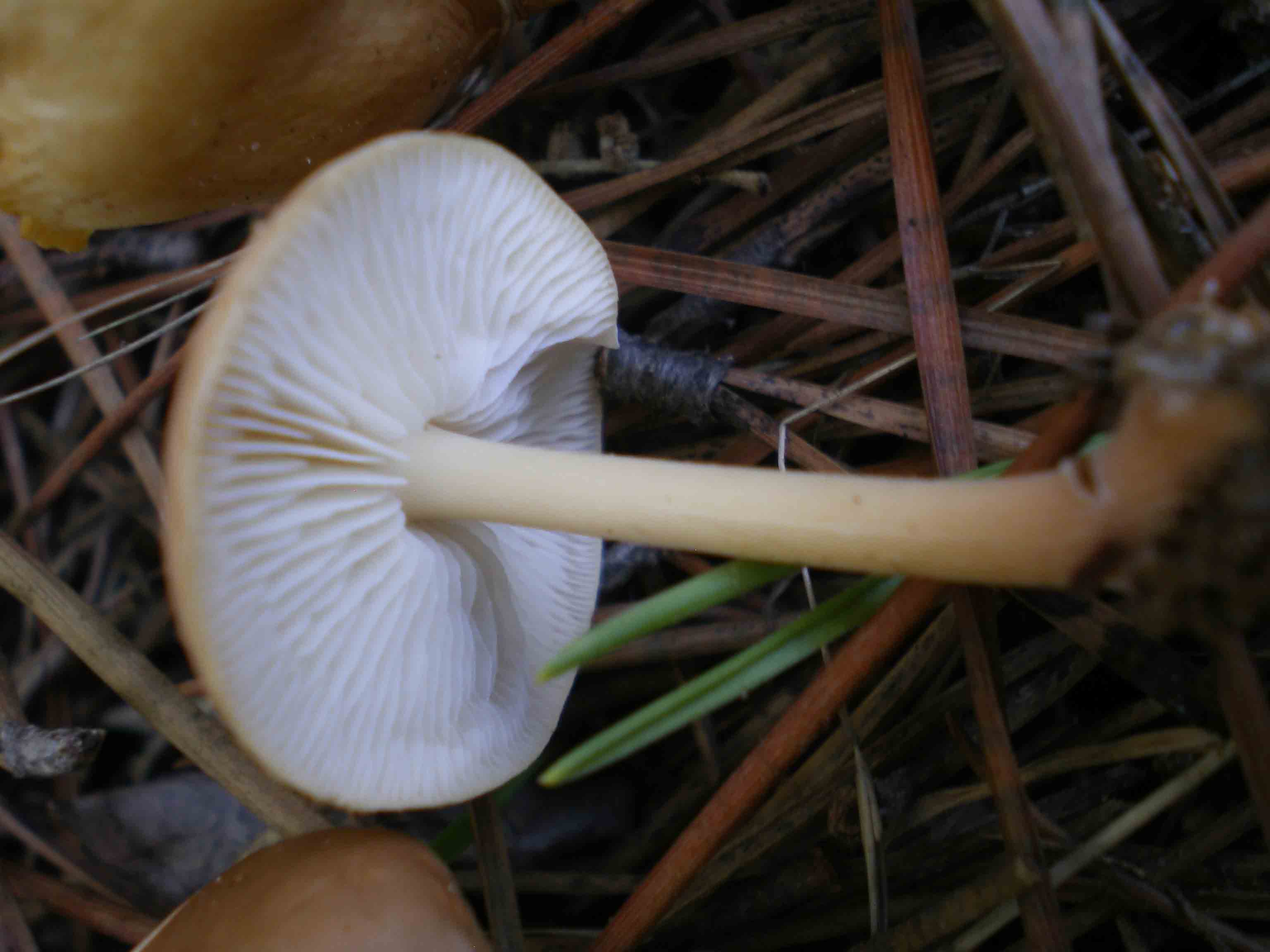 Piccoli funghi in costiera maremmana ...