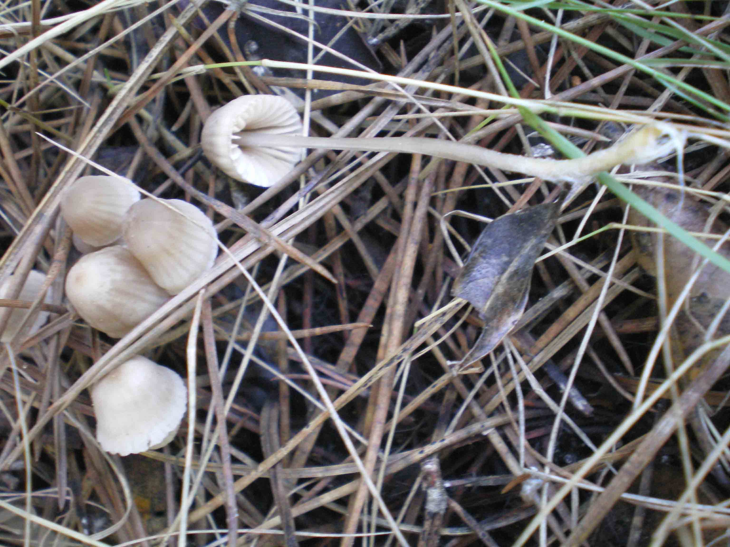 Piccoli funghi in costiera maremmana ...