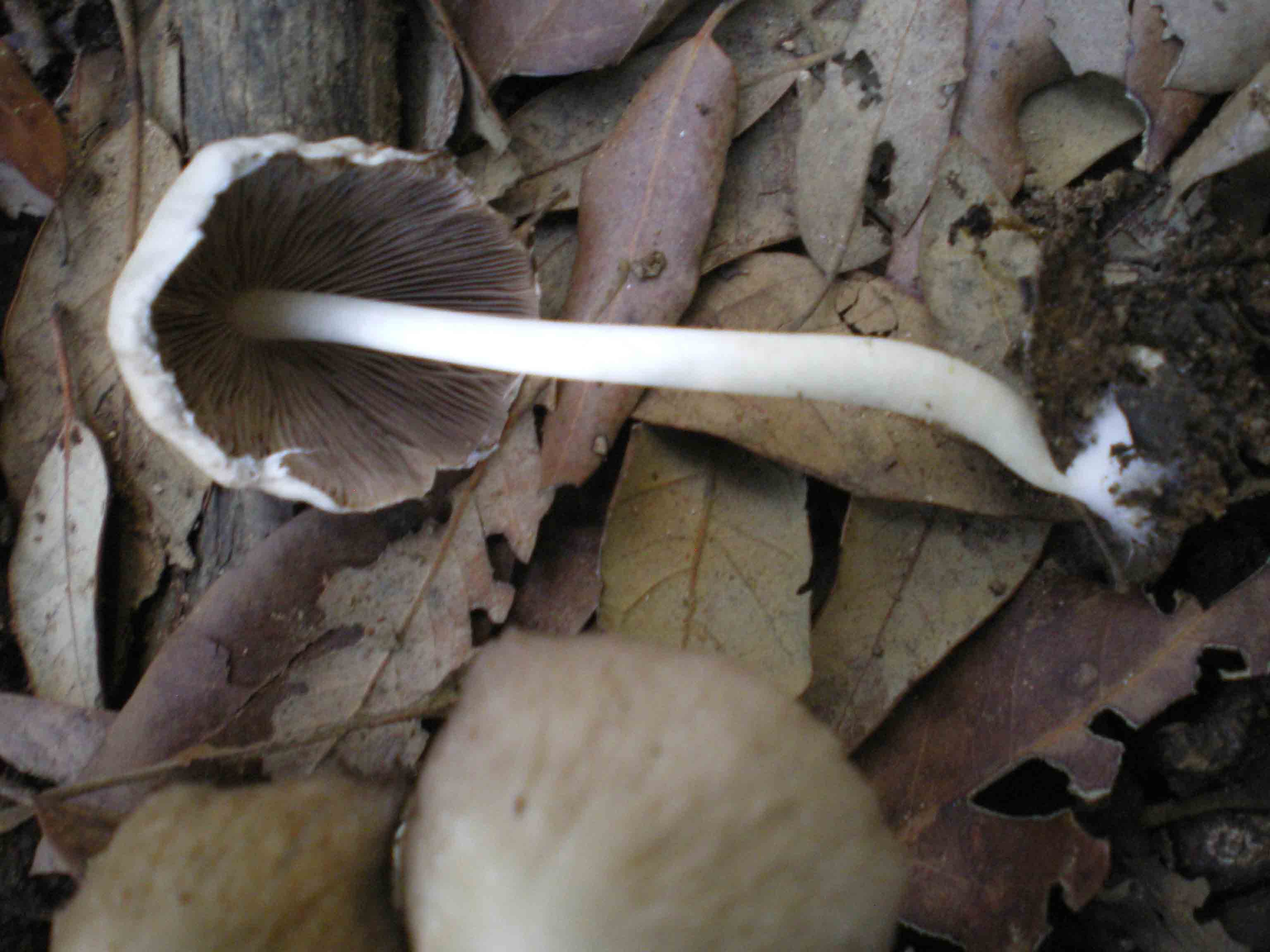 Piccoli funghi in costiera maremmana ...