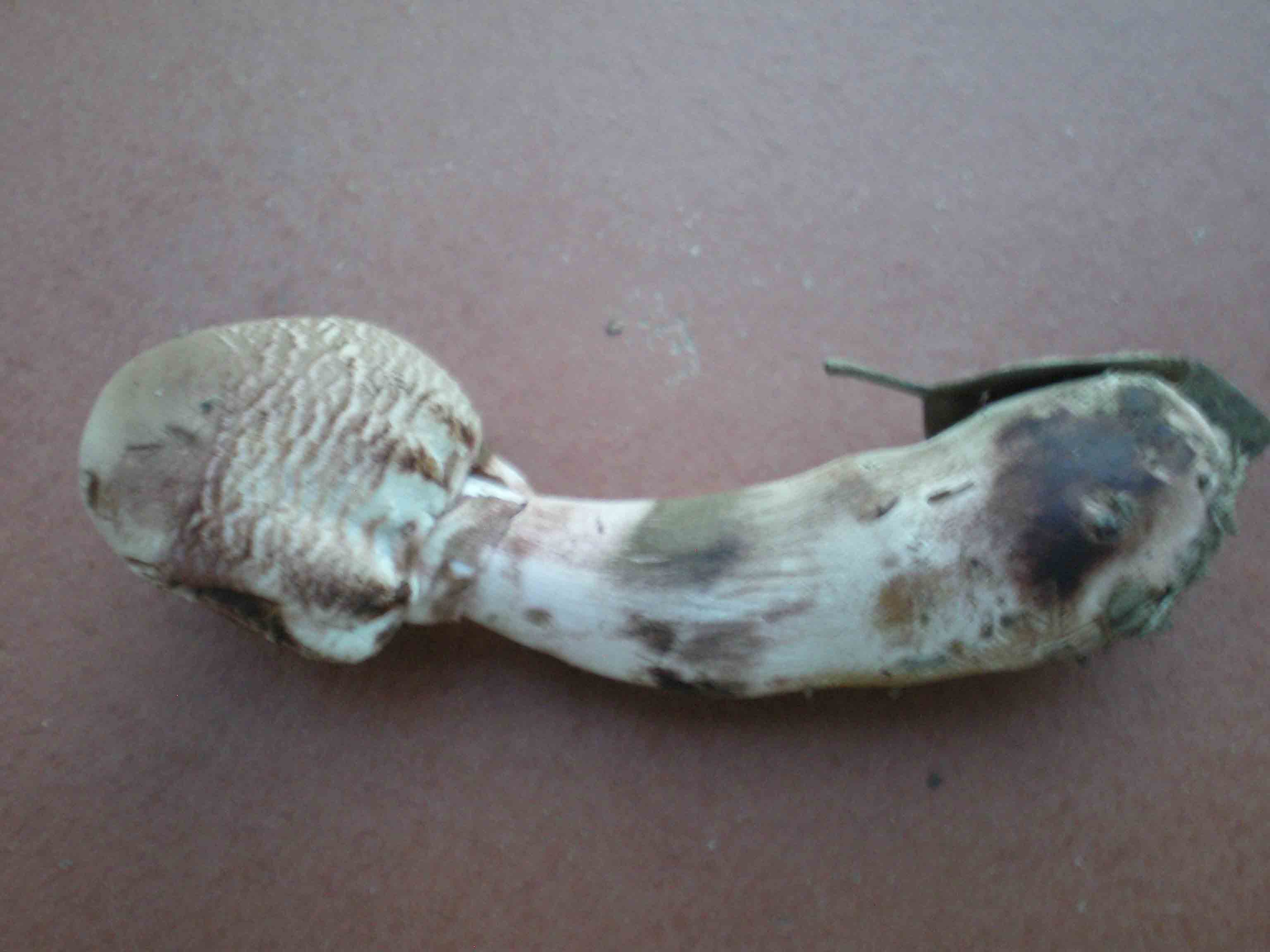 Piccoli funghi in costiera maremmana ...