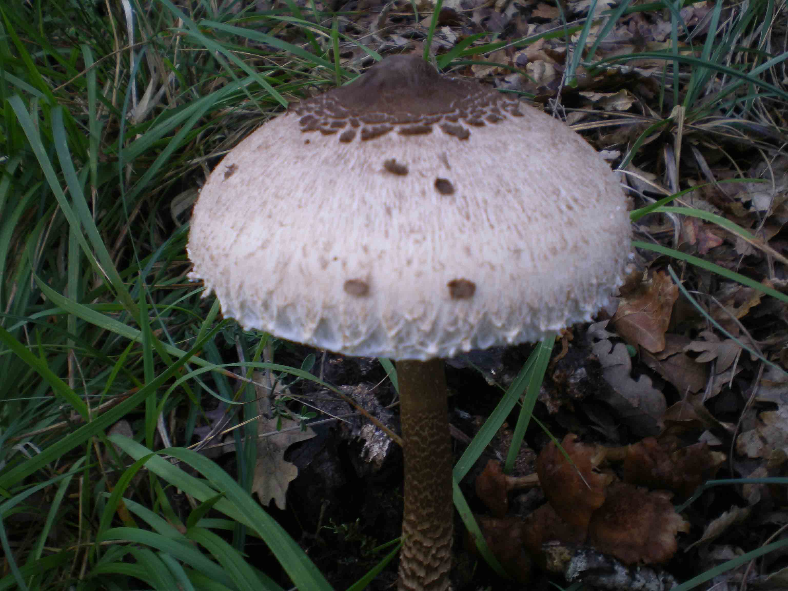 Colline Metallifere in ... questo autunno