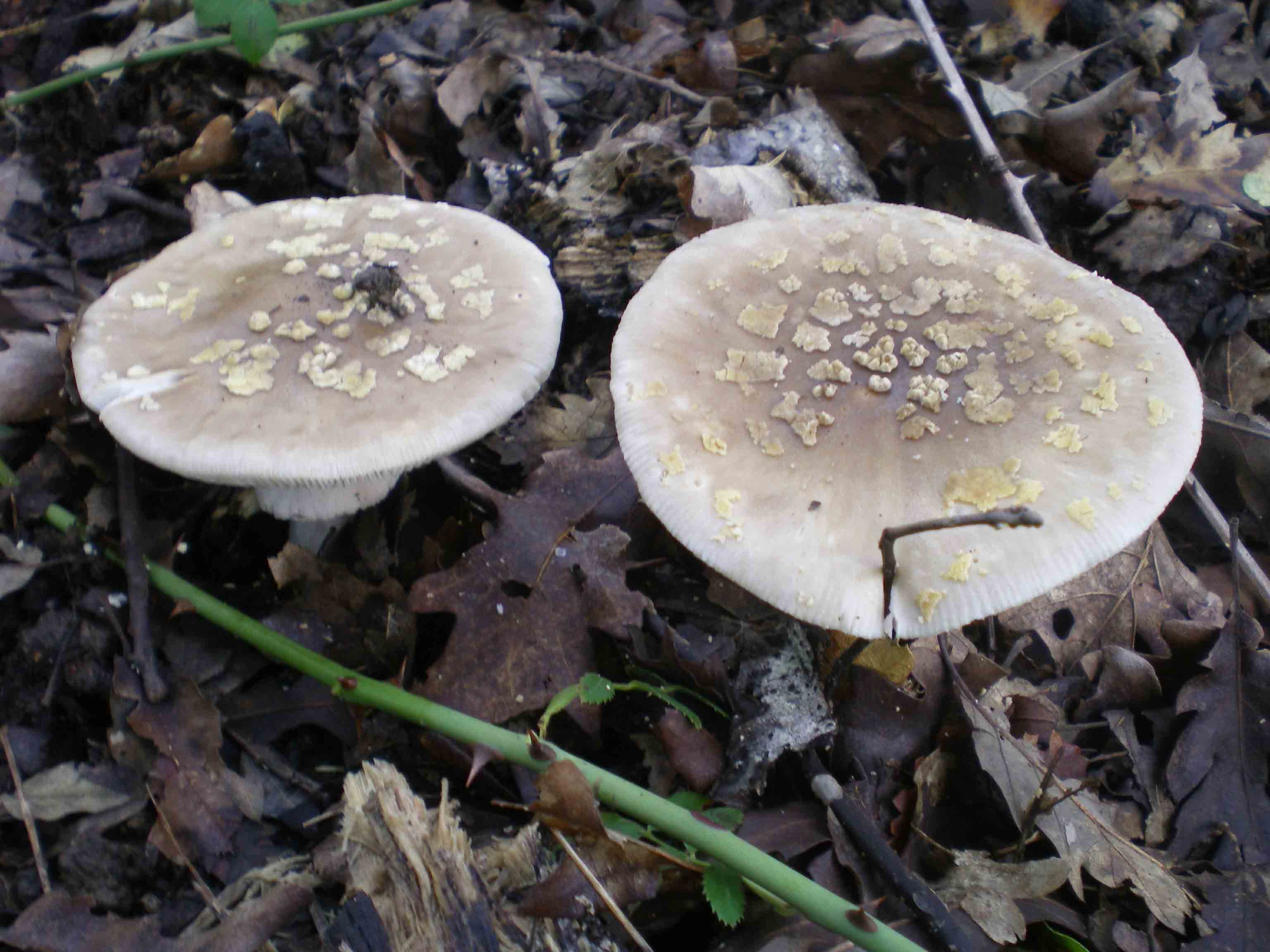 Colline Metallifere in ... questo autunno