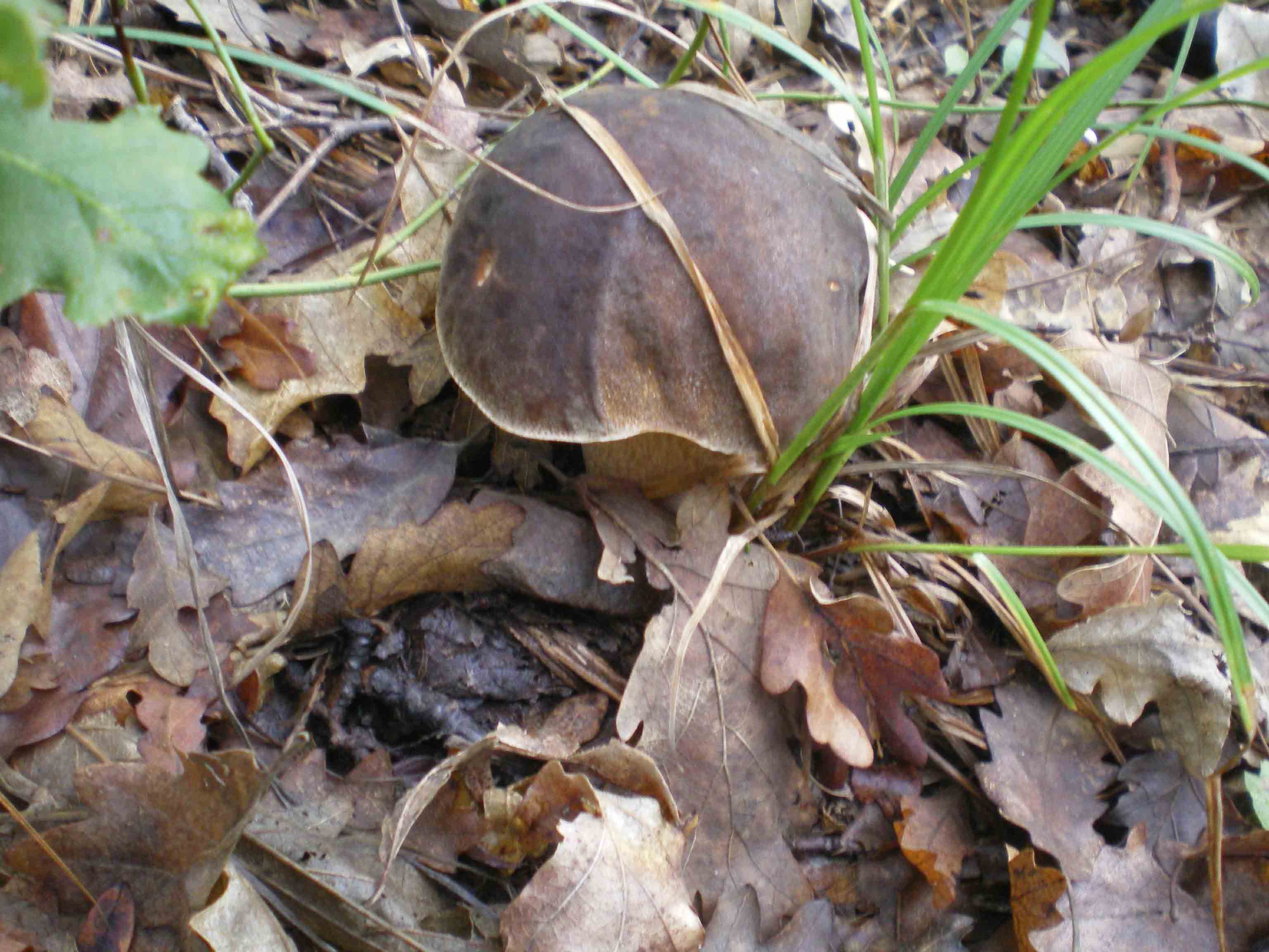 Colline Metallifere in ... questo autunno