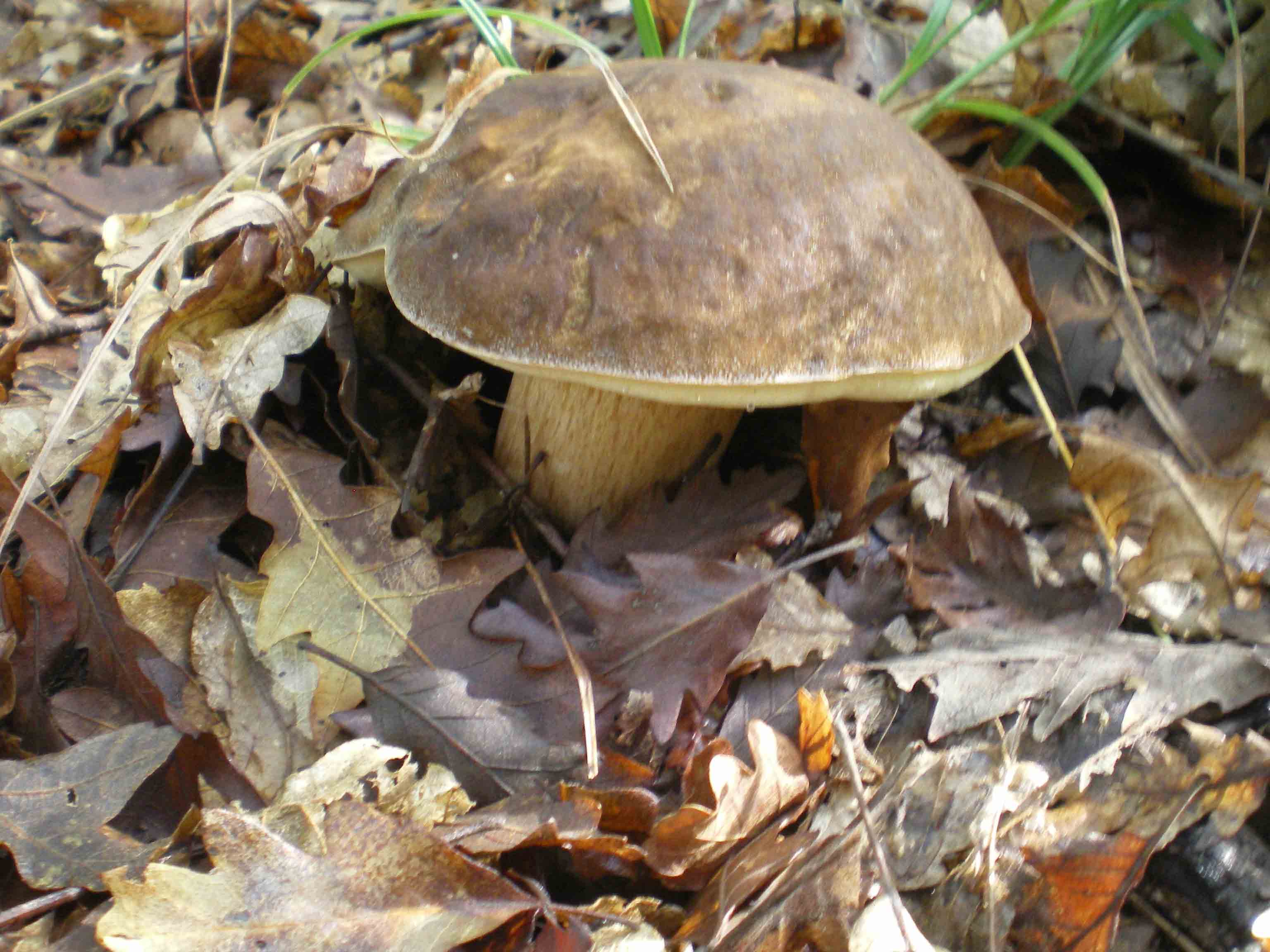 Colline Metallifere in ... questo autunno