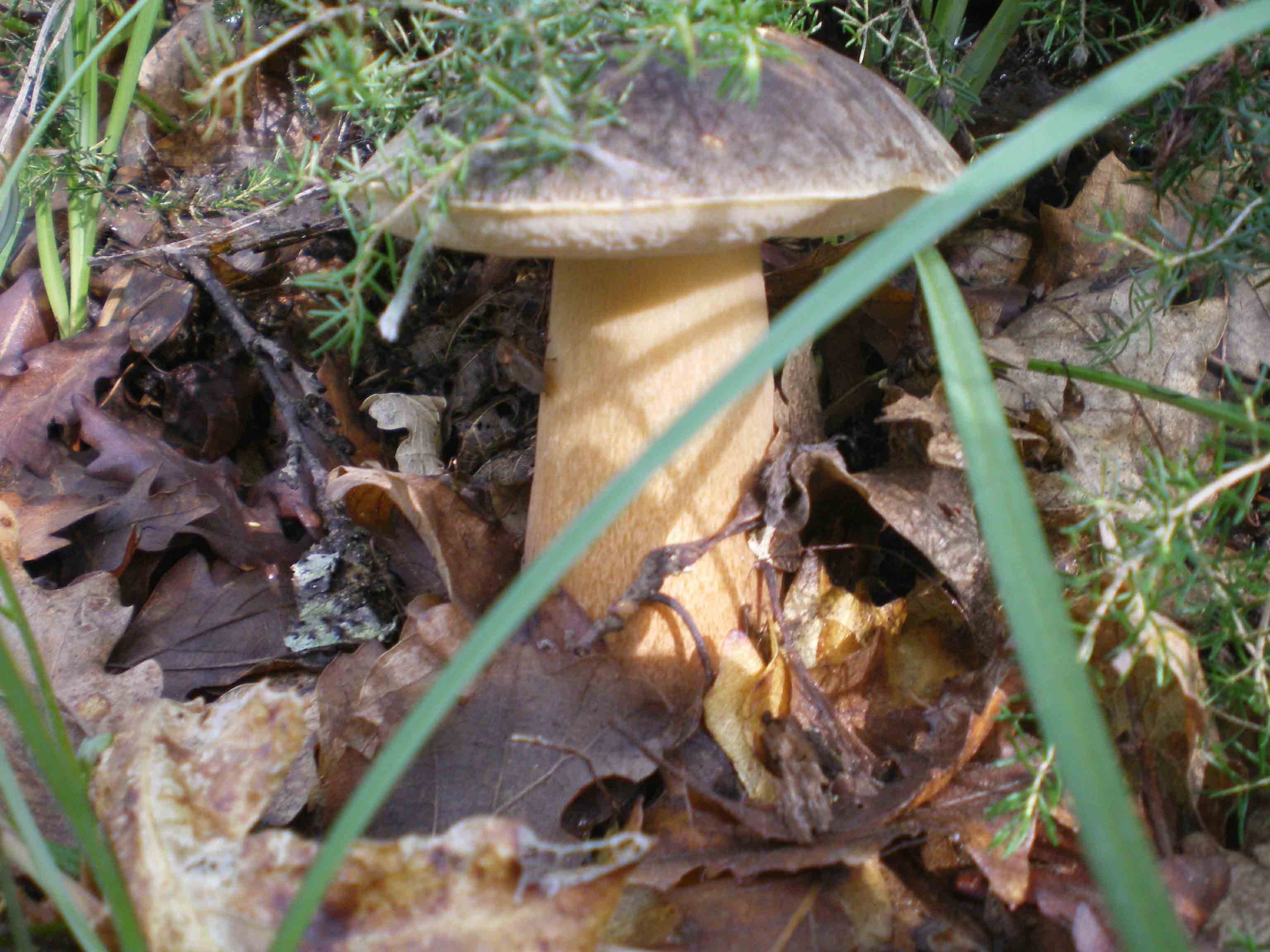 Colline Metallifere in ... questo autunno