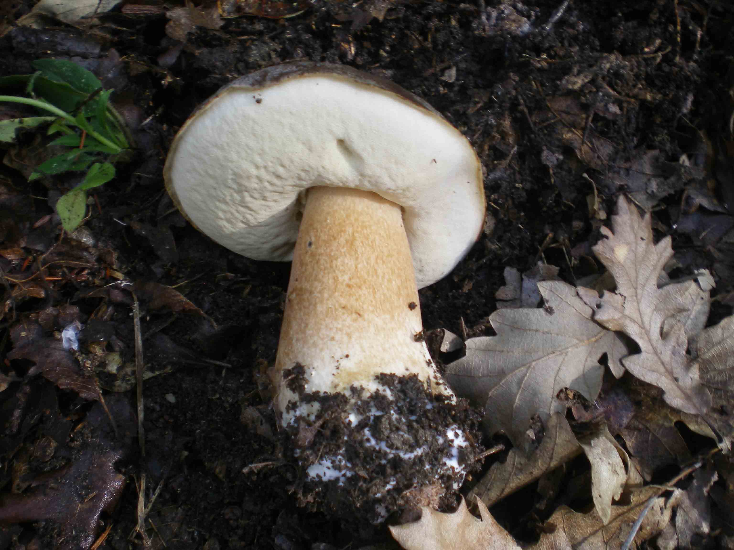 Colline Metallifere in ... questo autunno