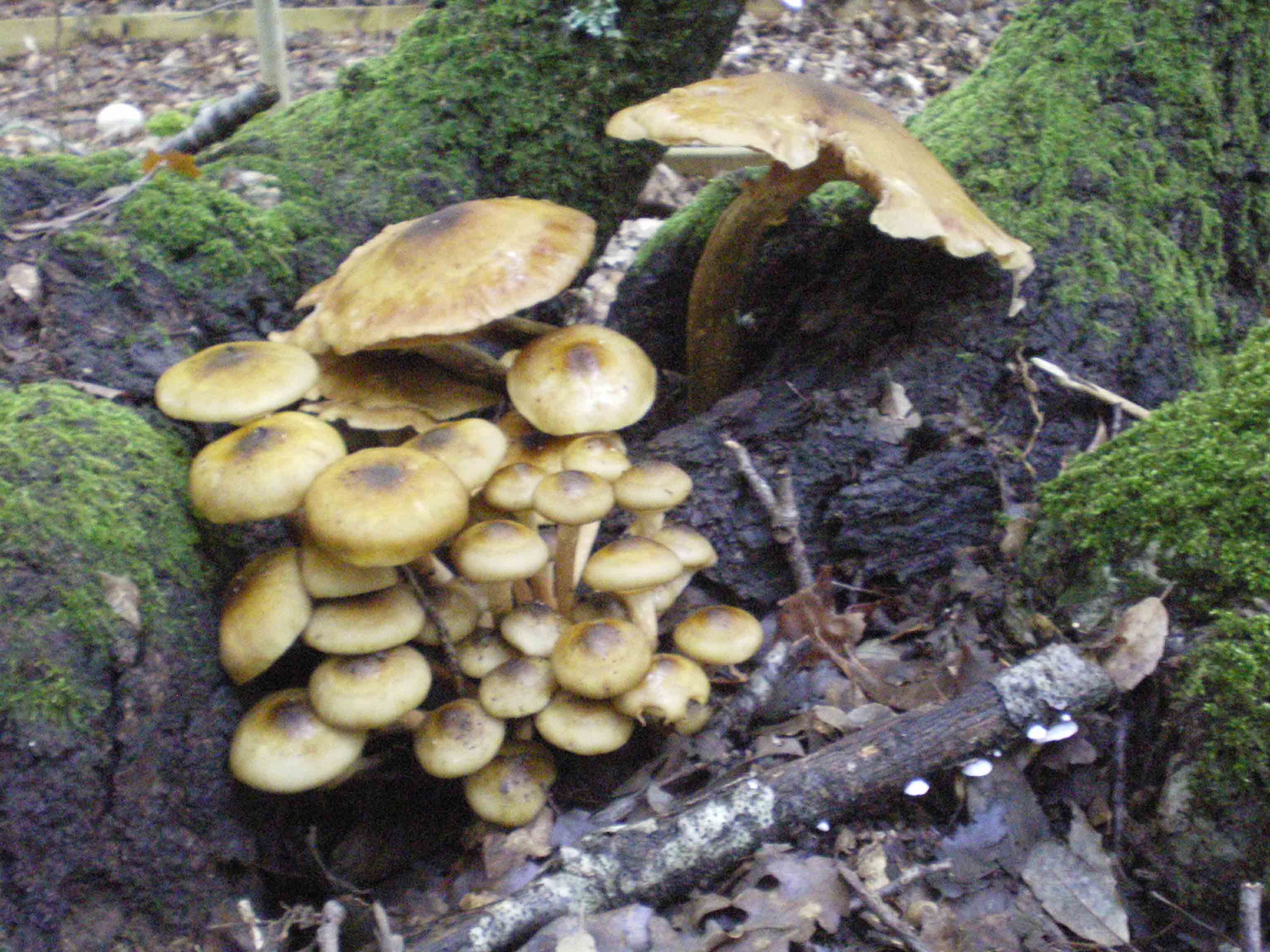 Colline Metallifere in ... questo autunno