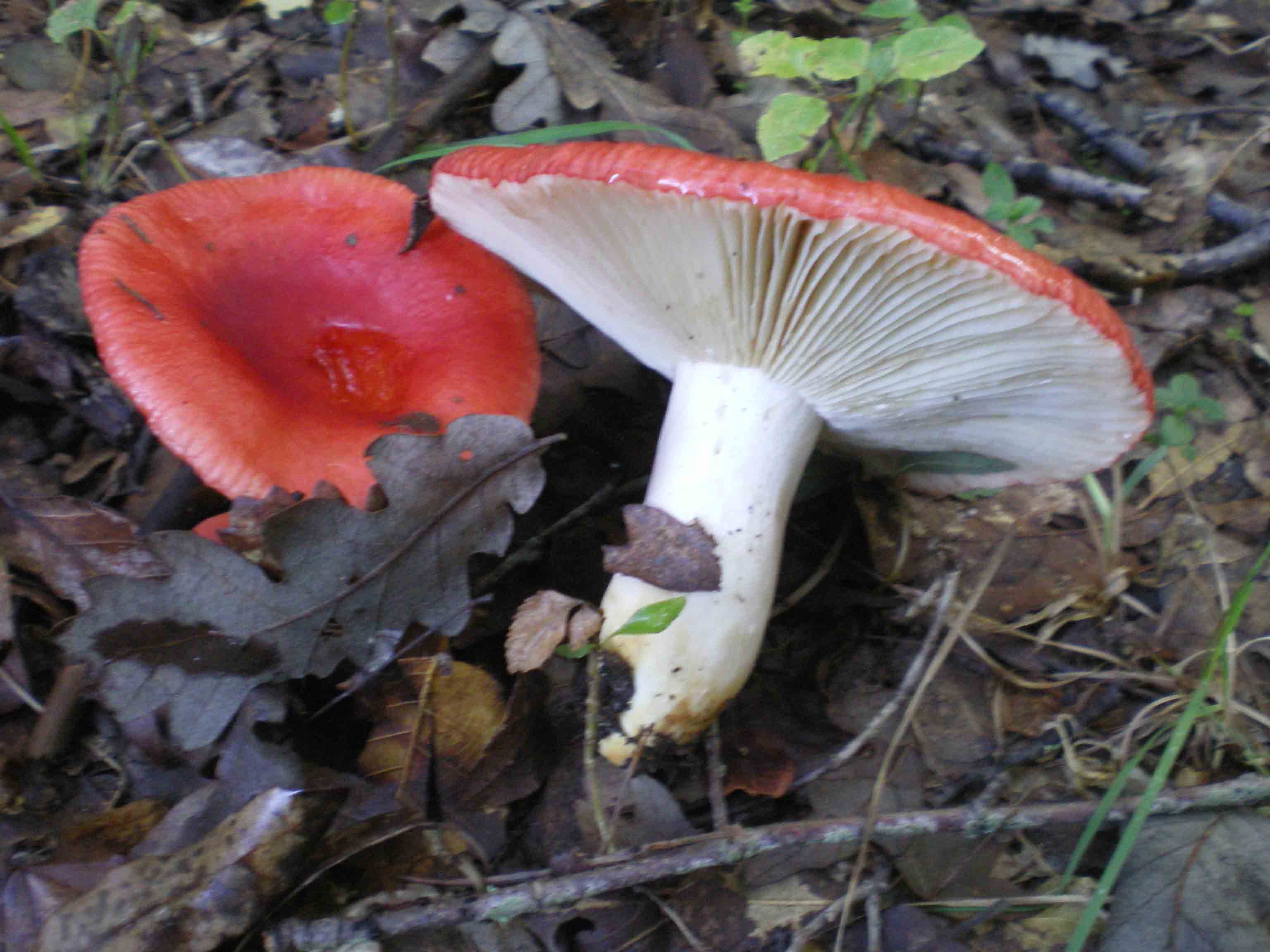 Colline Metallifere in ... questo autunno