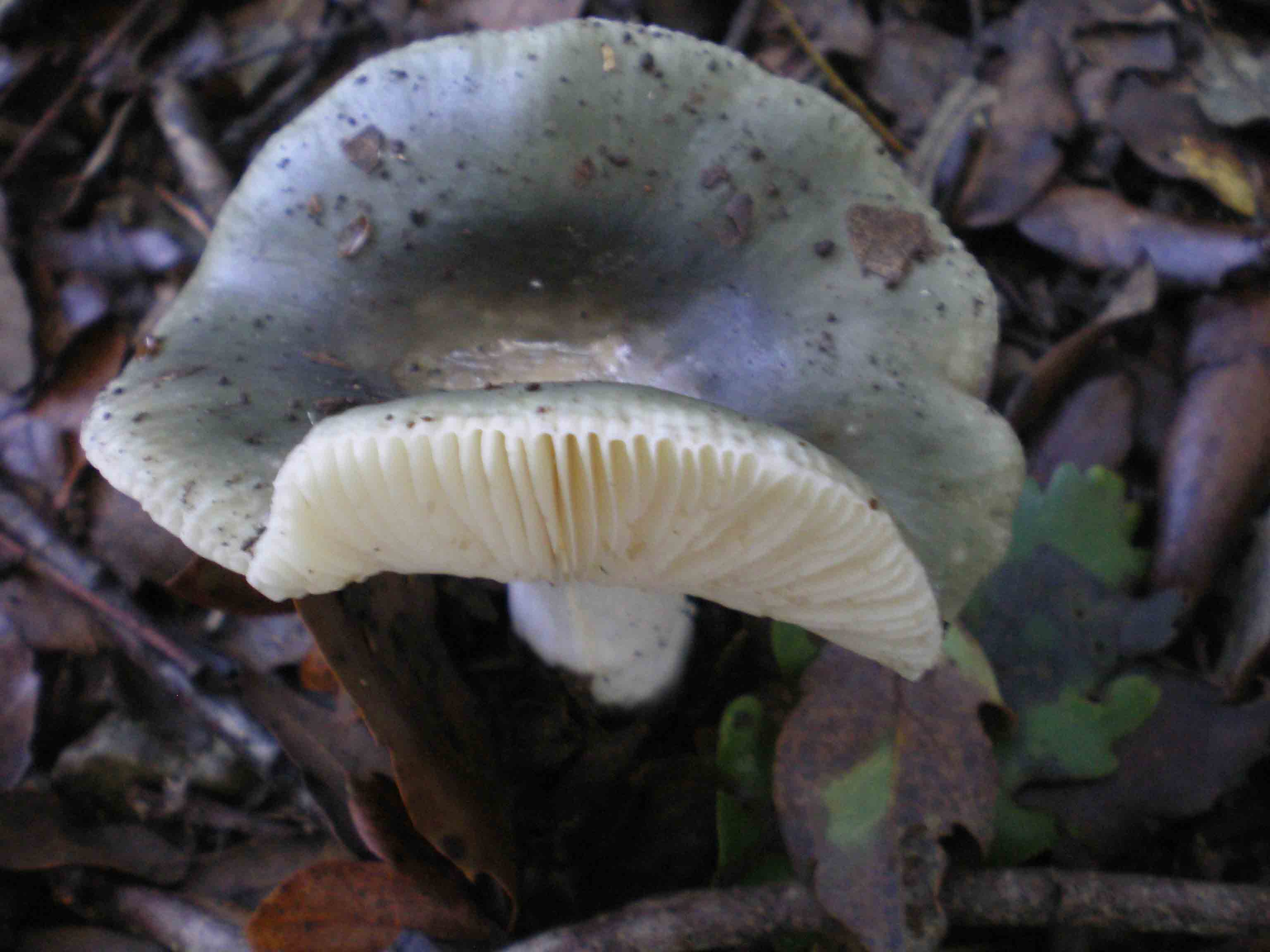 Colline Metallifere in ... questo autunno