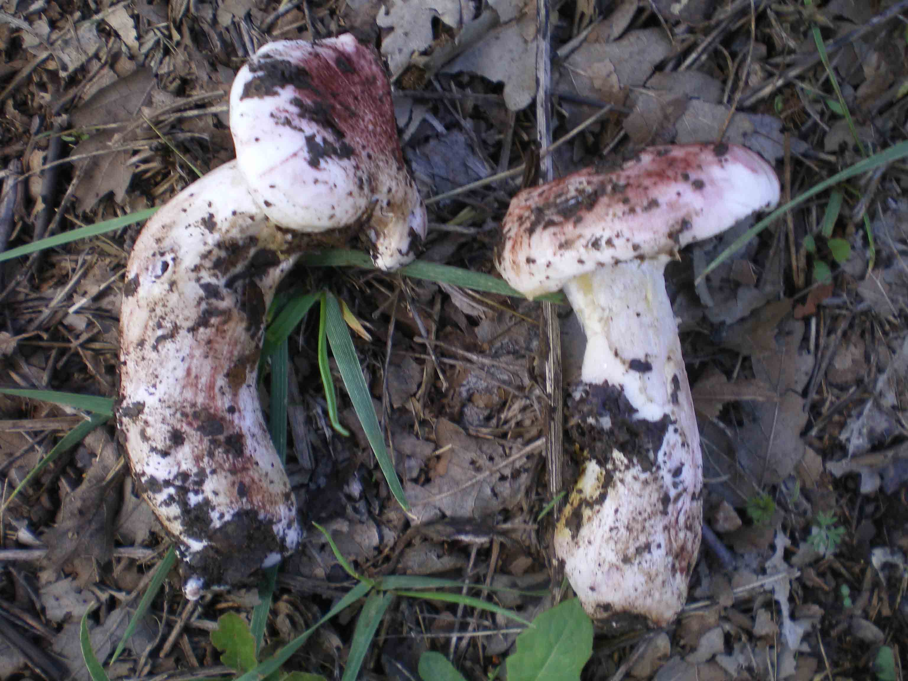 Colline Metallifere in ... questo autunno