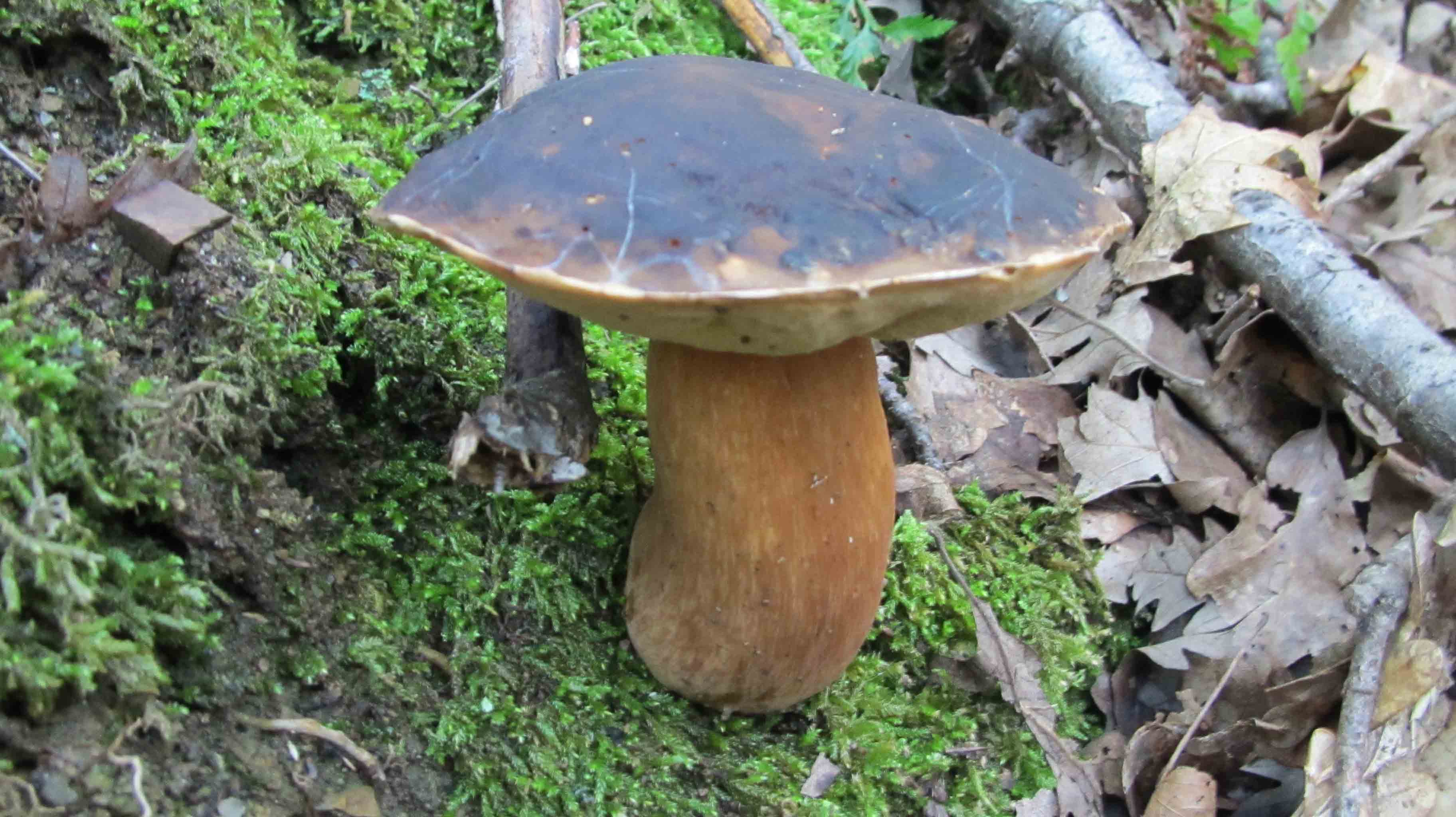 Quando la macchia � cosi'' ... le foto sono d''obbligo.