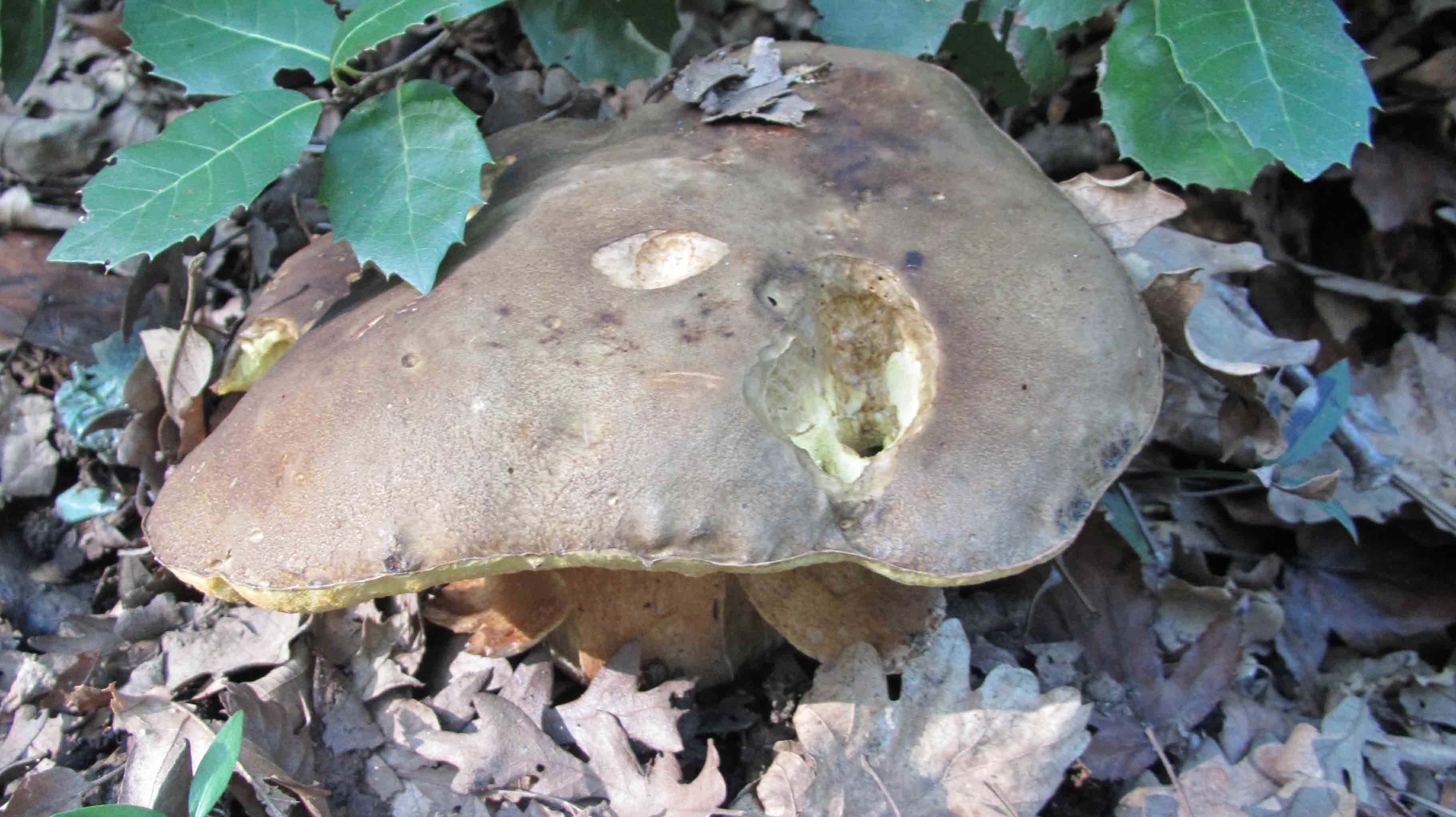 Quando la macchia � cosi'' ... le foto sono d''obbligo.