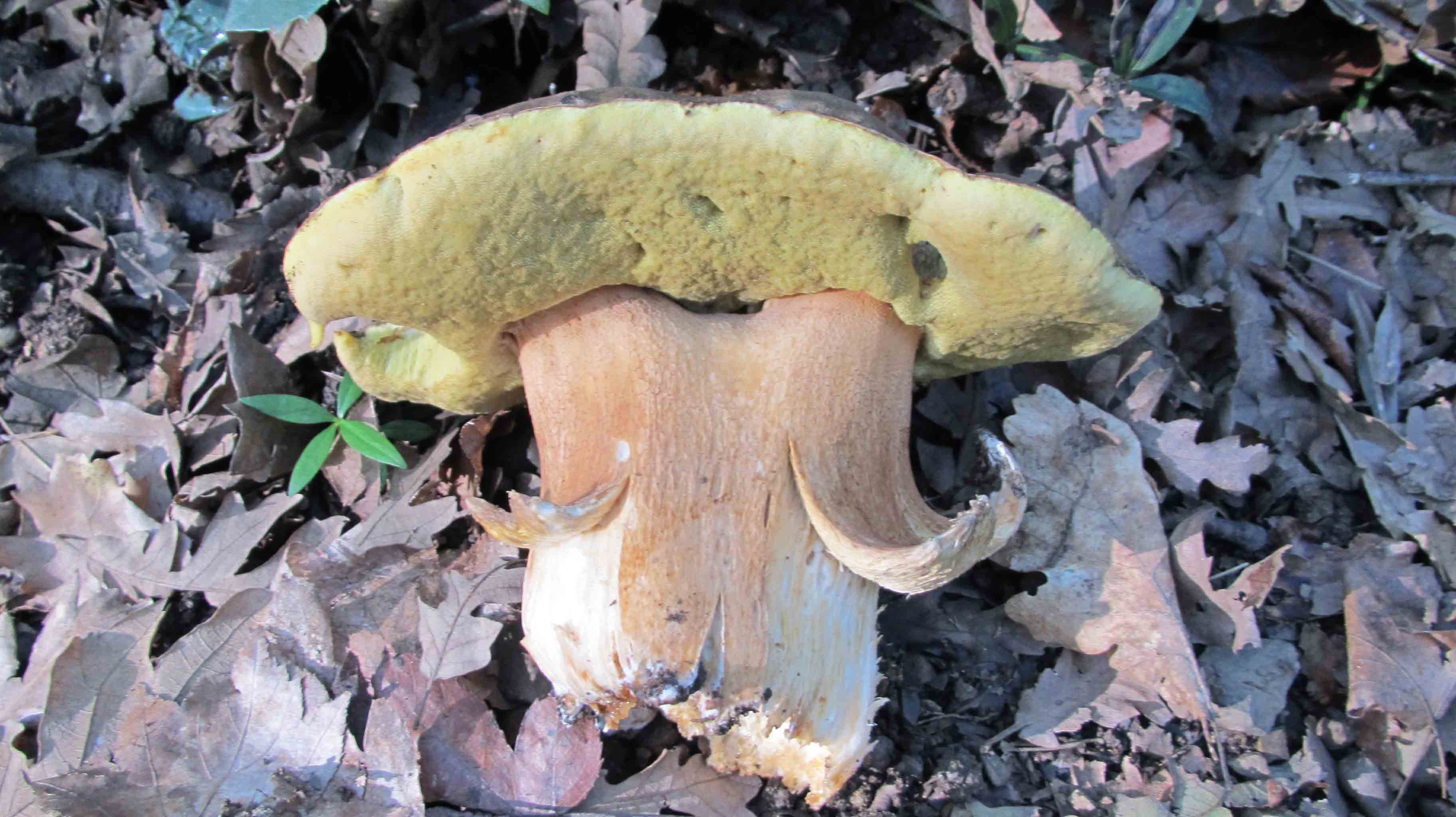 Quando la macchia � cosi'' ... le foto sono d''obbligo.