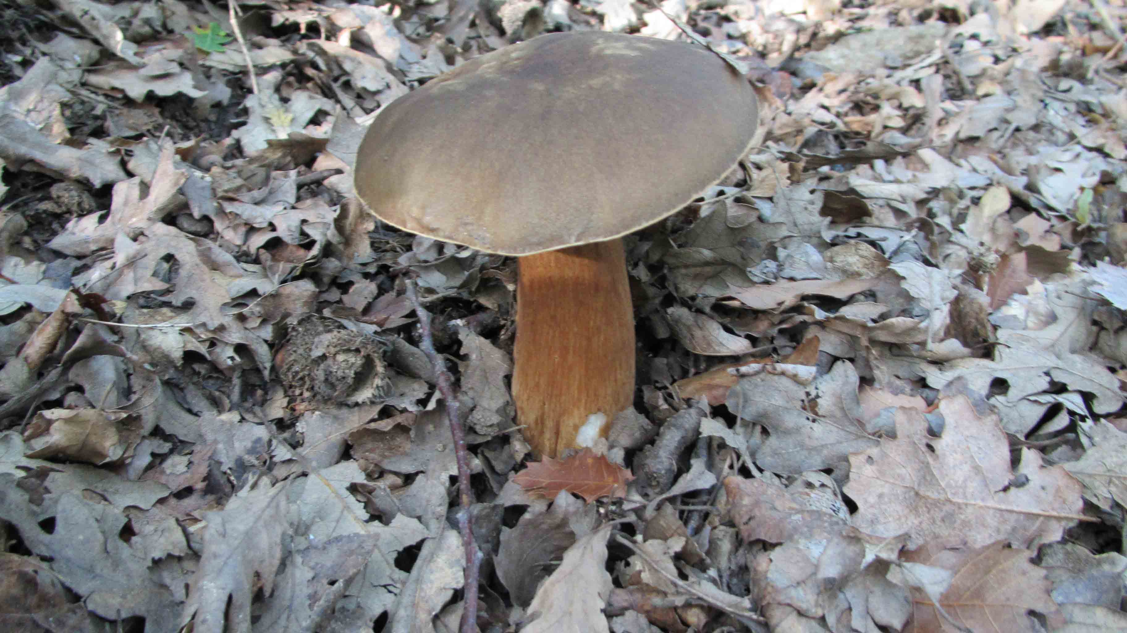 Quando la macchia � cosi'' ... le foto sono d''obbligo.