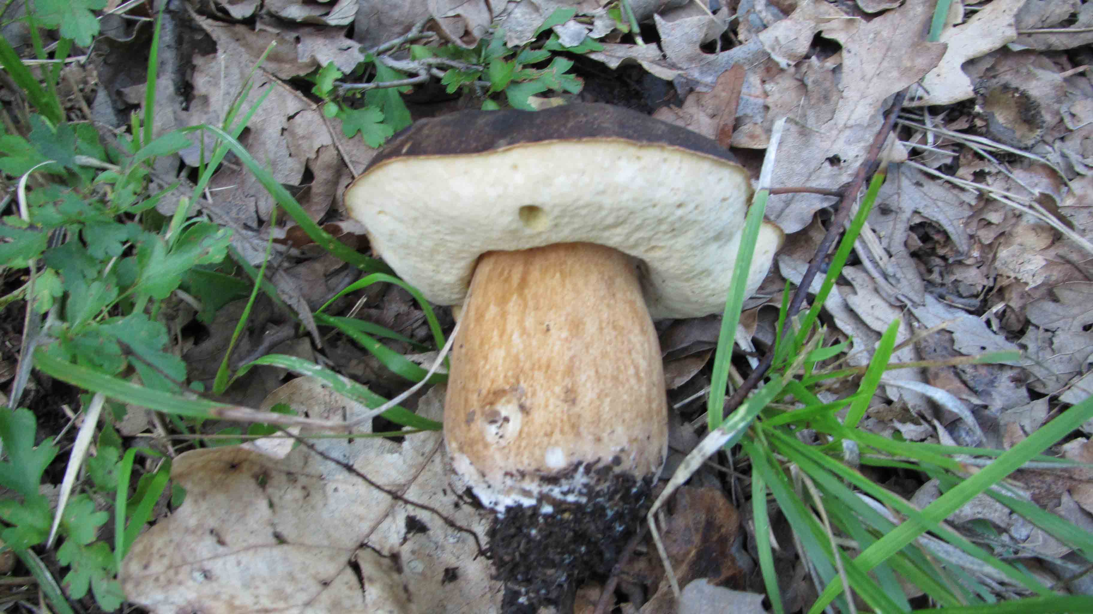 Quando la macchia � cosi'' ... le foto sono d''obbligo.