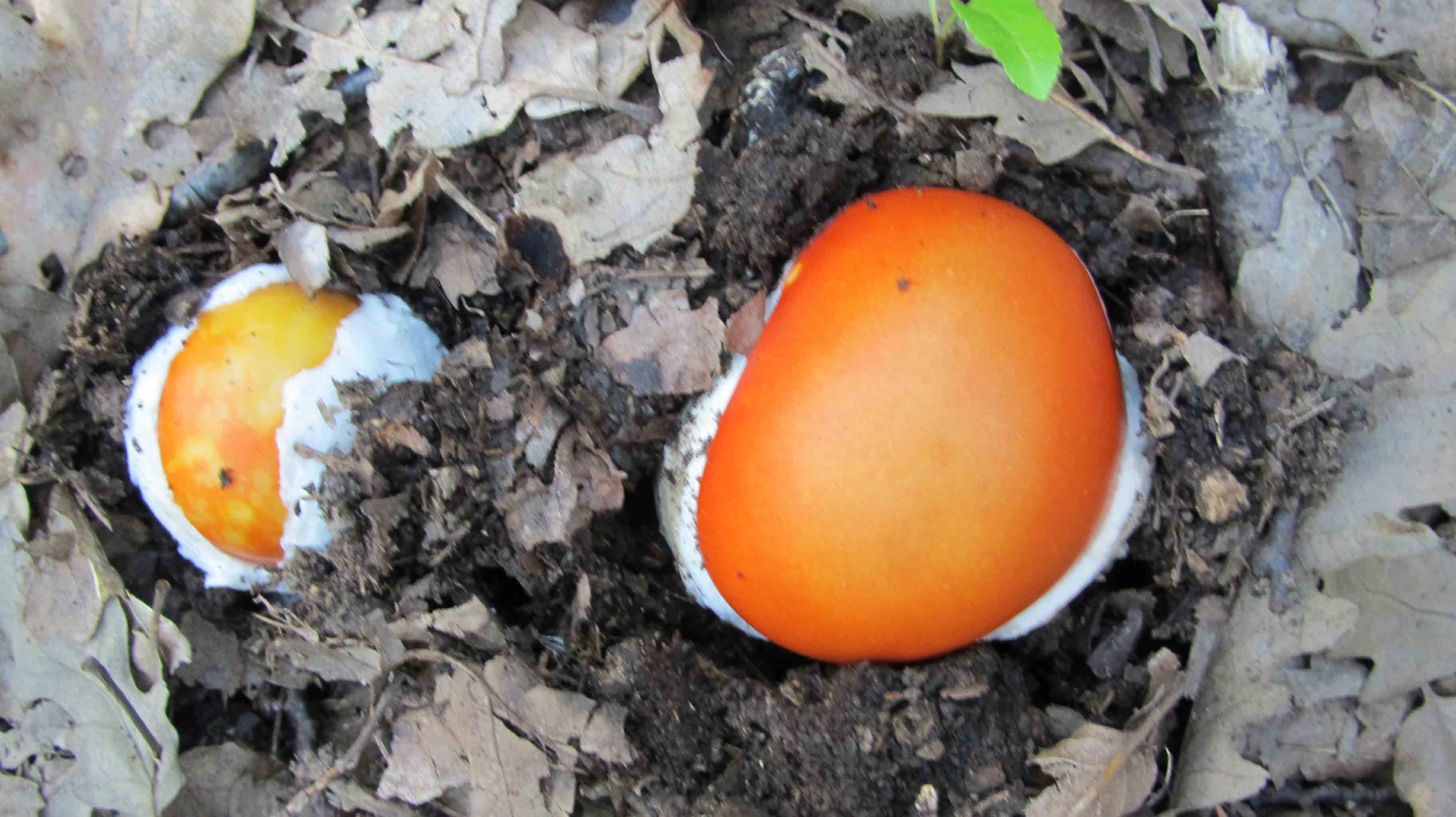 Quando la macchia � cosi'' ... le foto sono d''obbligo.