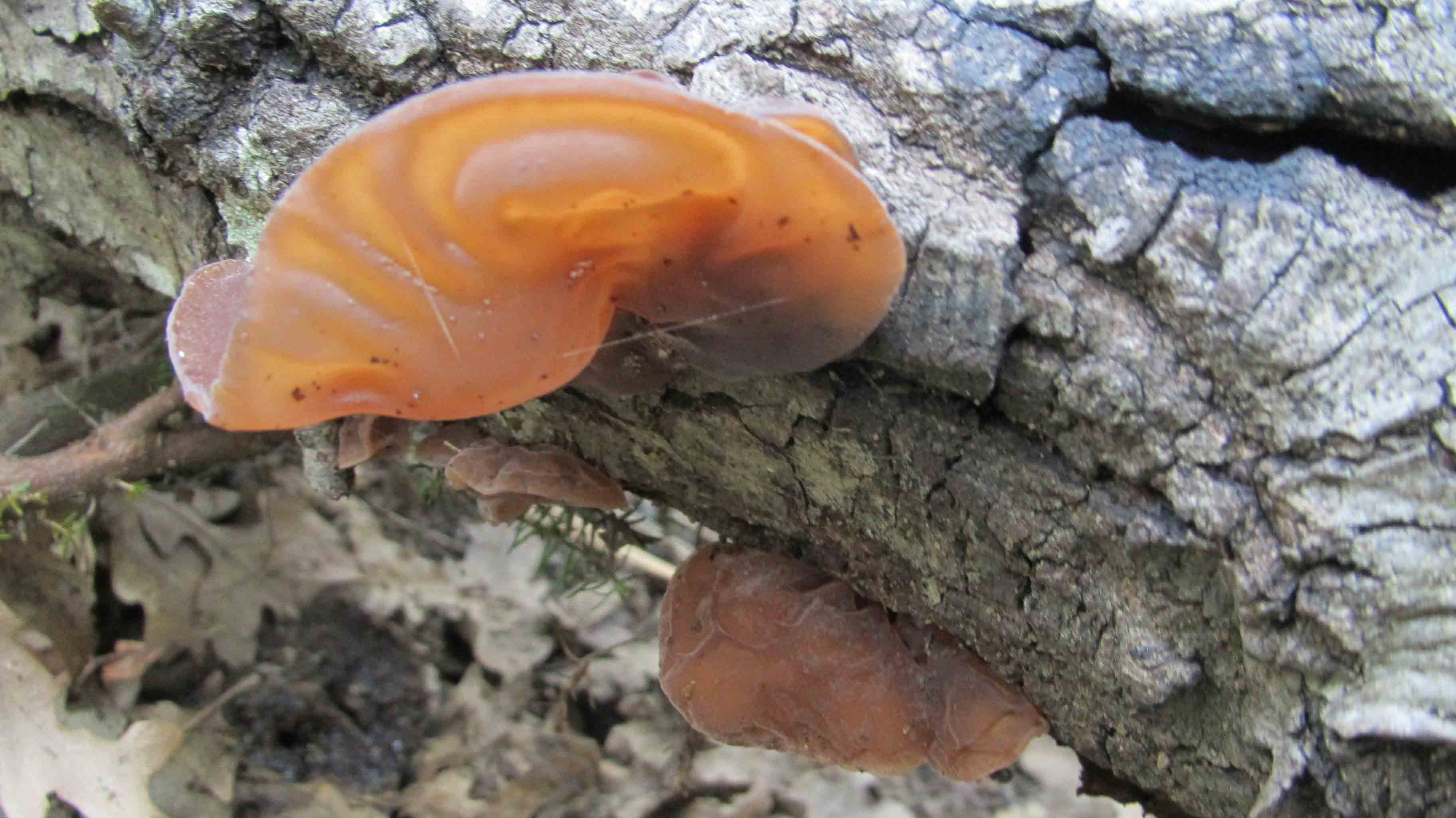 Quando la macchia � cosi'' ... le foto sono d''obbligo.