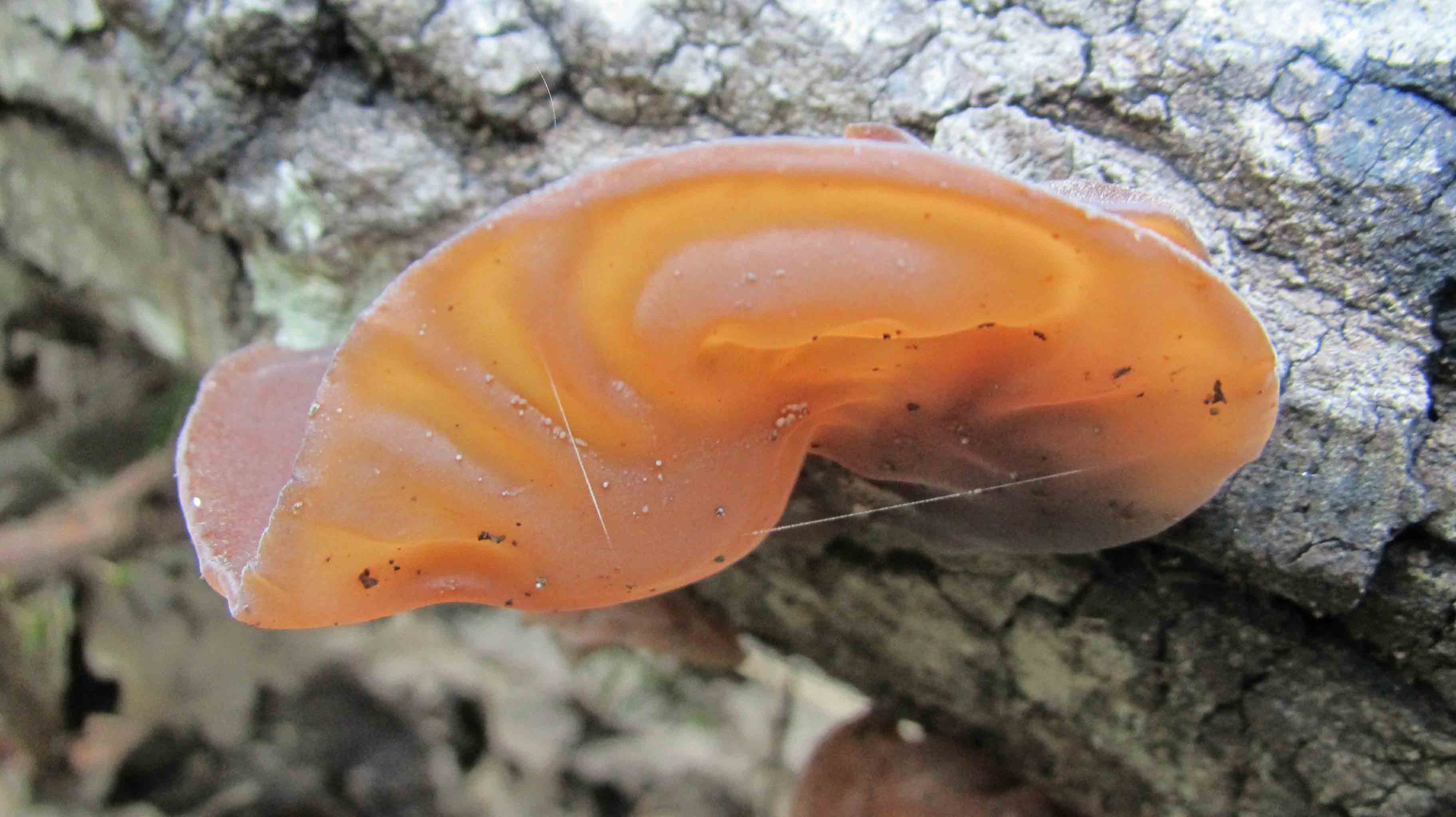 Quando la macchia � cosi'' ... le foto sono d''obbligo.