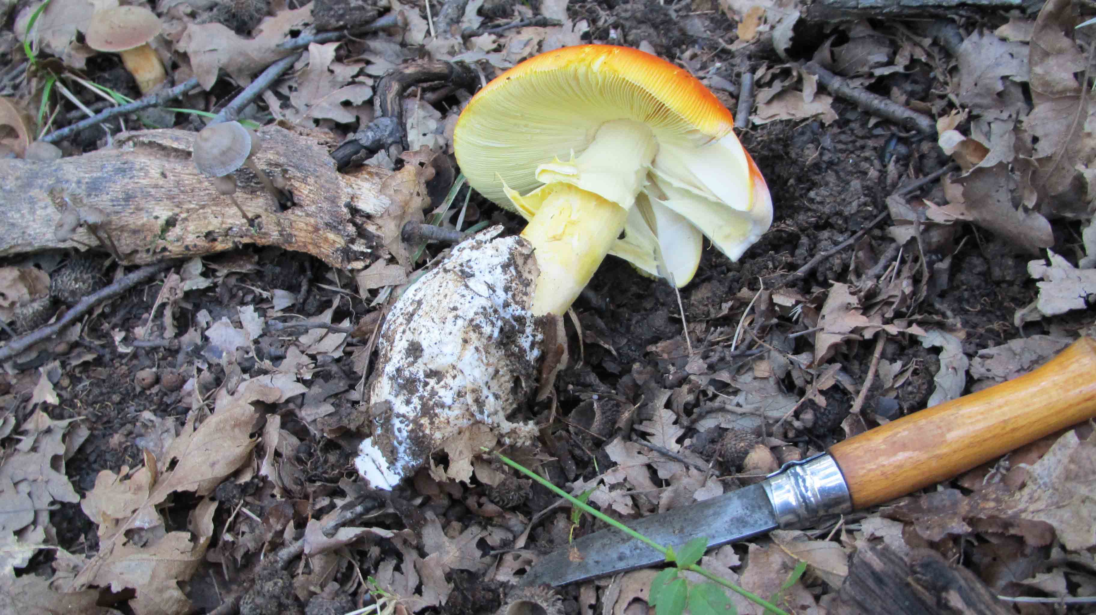 Quando la macchia � cosi'' ... le foto sono d''obbligo.